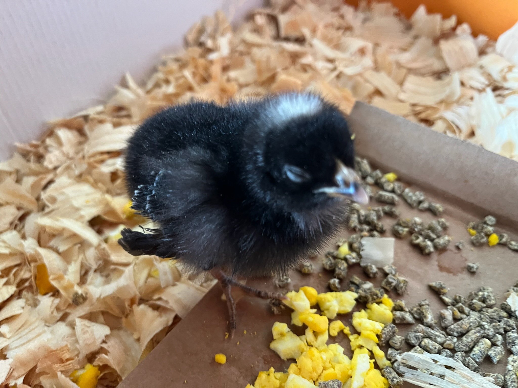 The Runt