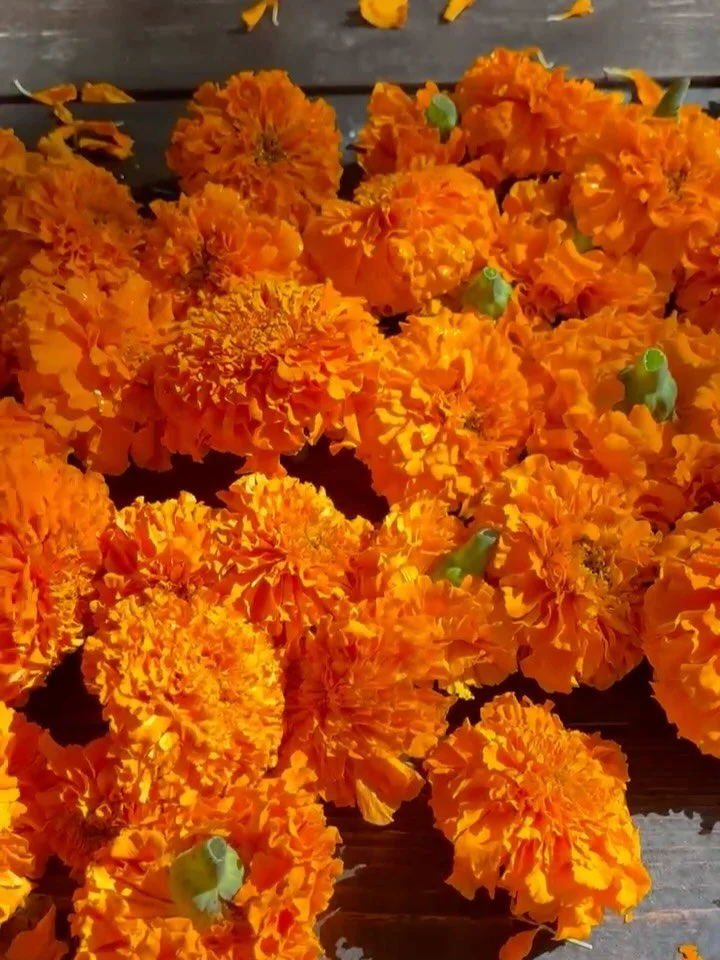 Our hearts are shattered
But the marigolds still bloom
For all the Jane Does ❤️&zwj;🔥