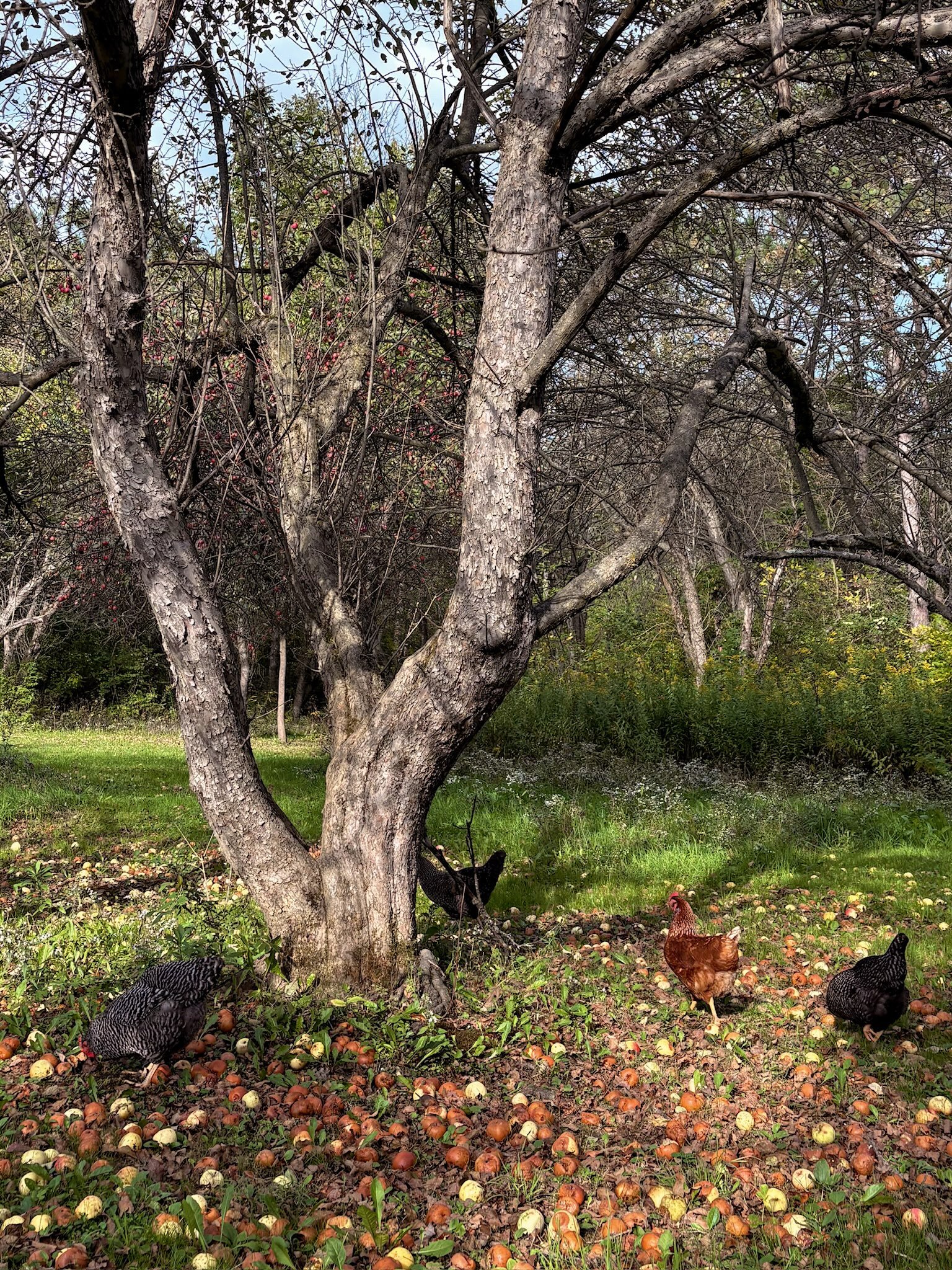 Did someone say apple picking season?