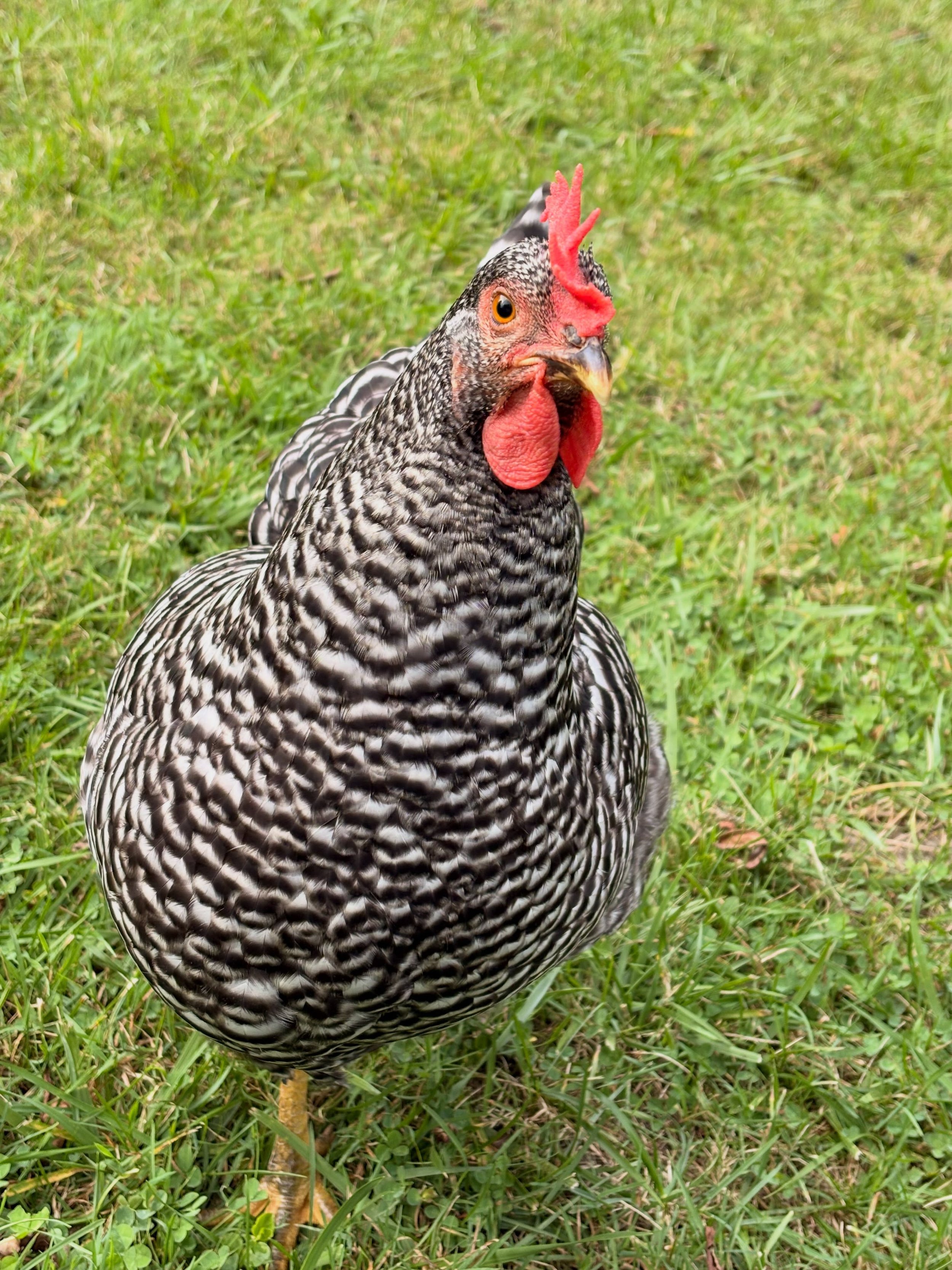 🚨Performance Review🚨

Employee Type: Barred Rock
Role: Egg Production Specialist
Tenure: Recently promoted from Chick to Laying Hen

Strengths: Confident, curious, and contributes positively to farm morale. 

Areas for Improvement: Occasionally lou