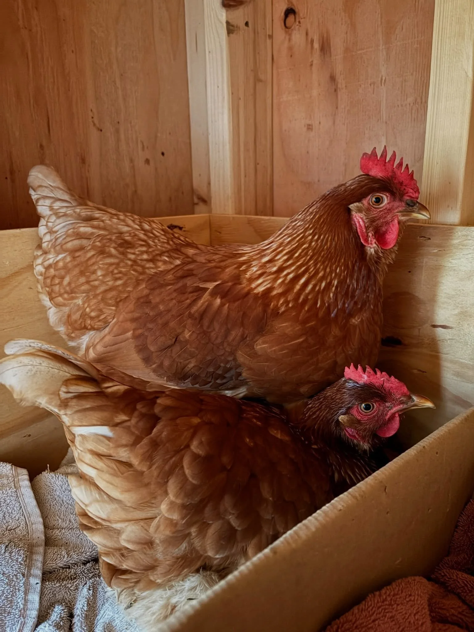 Hi friends! 🐓