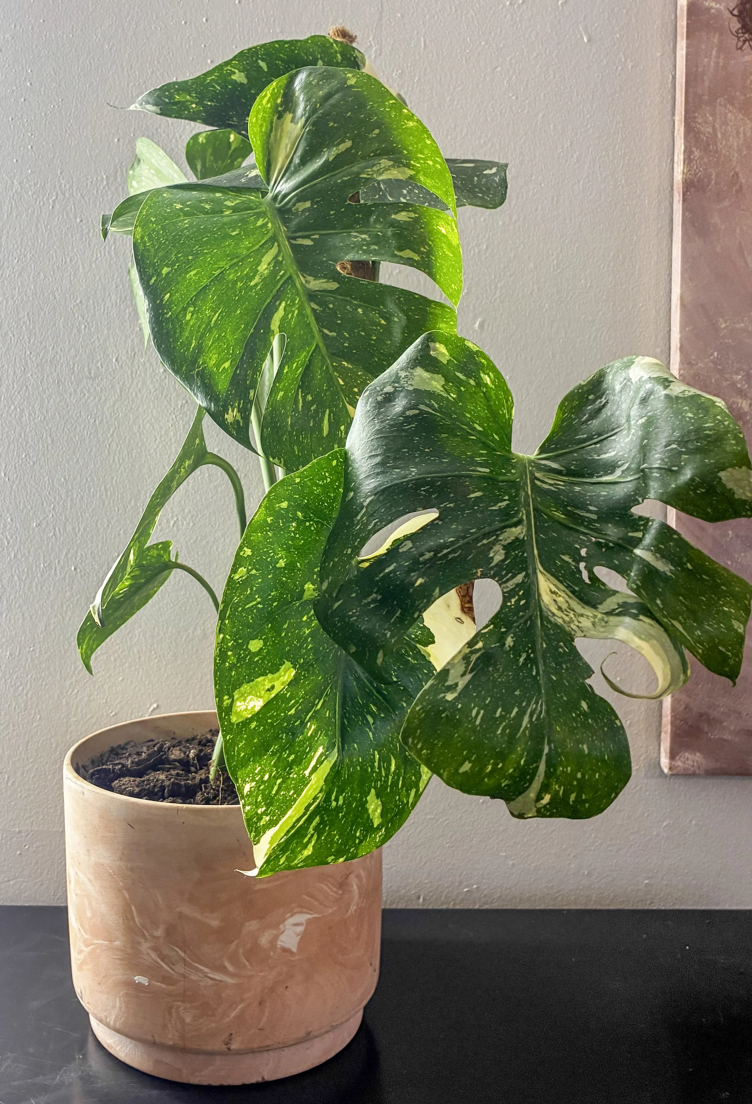 Monstera Thai Constellation — Premium Variegated Collector Plant