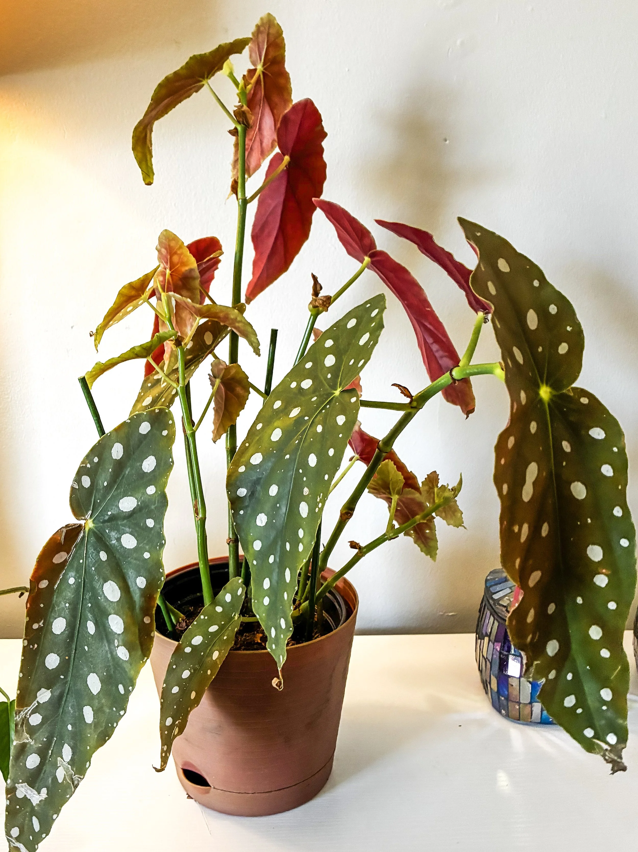 Polka Dot Begonia .03.23.26.jpg