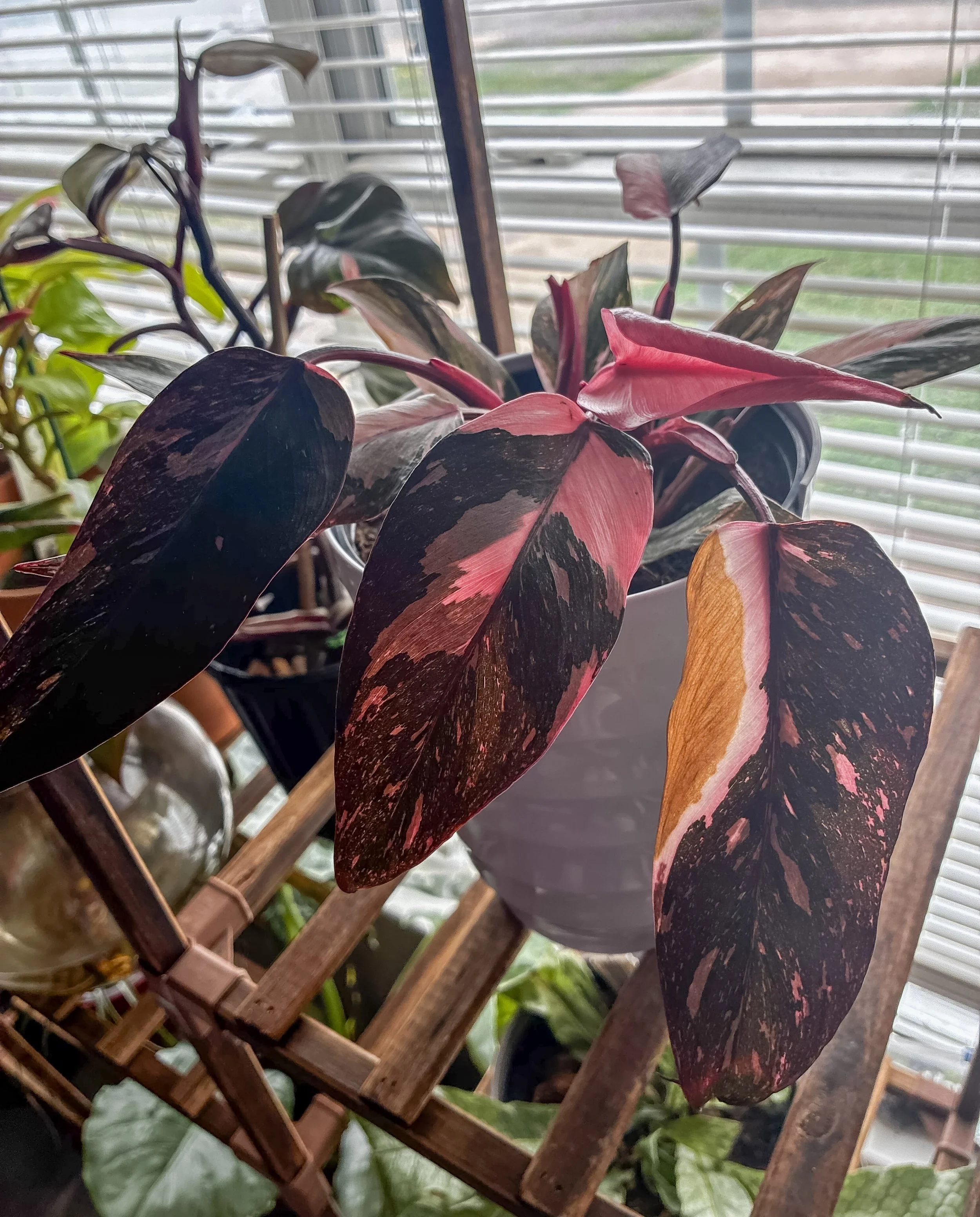 Philodendron Pink Princess Galaxy