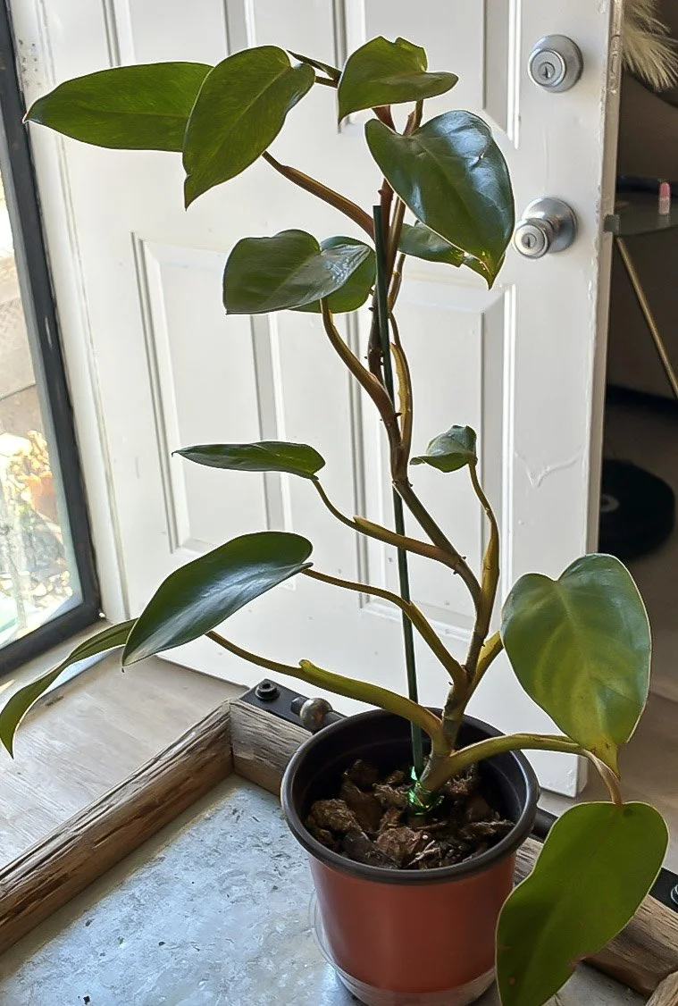 Philodendron Painted Lady — Vibrant Confidence