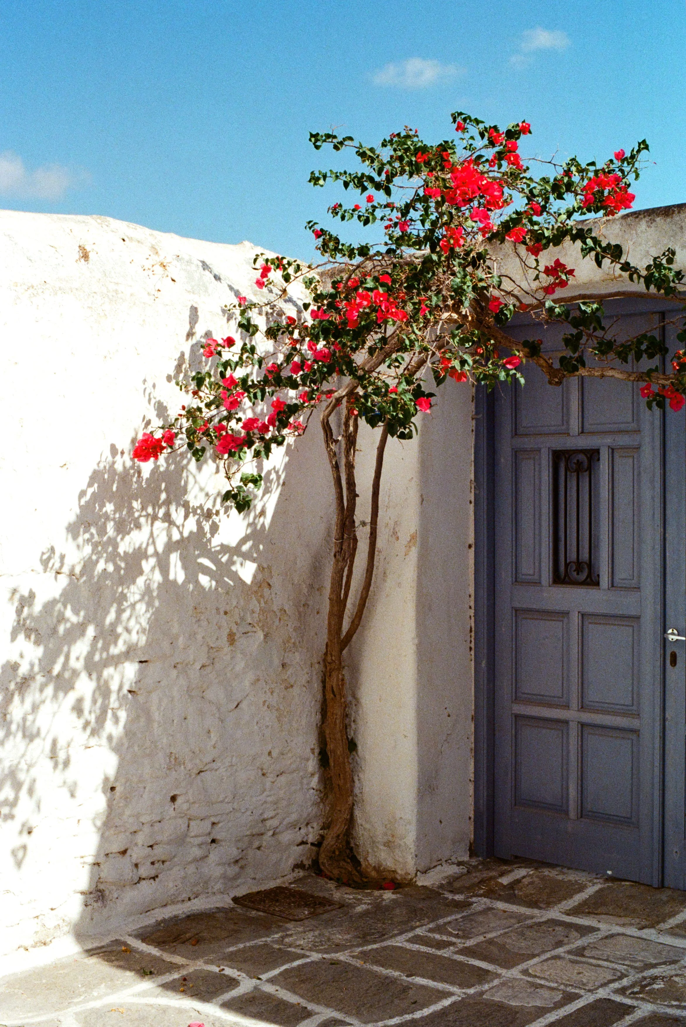 Tree, Paros, Greece, October 2024.jpg
