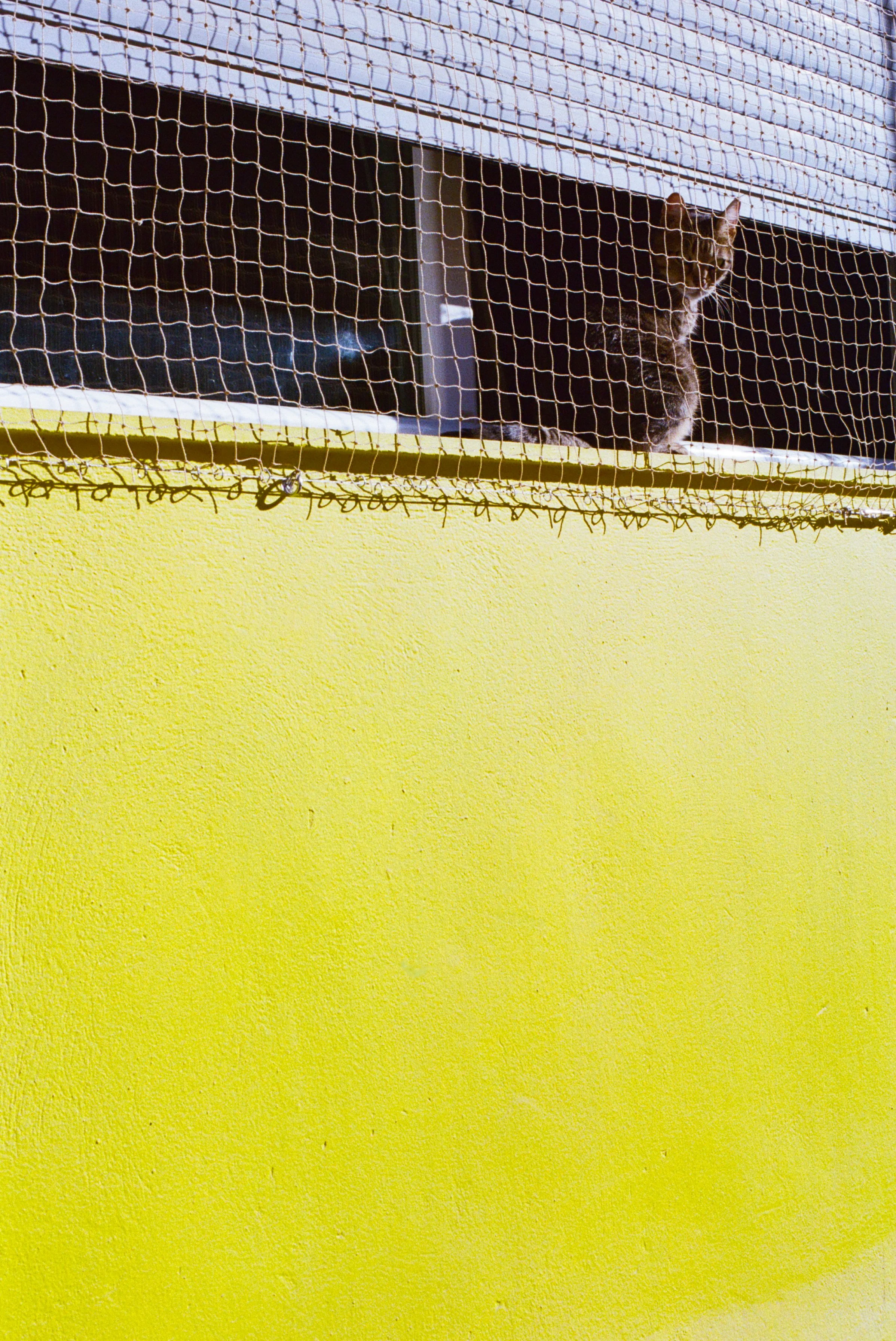 Cat in the window, Athens, Greece, October 2024.jpg