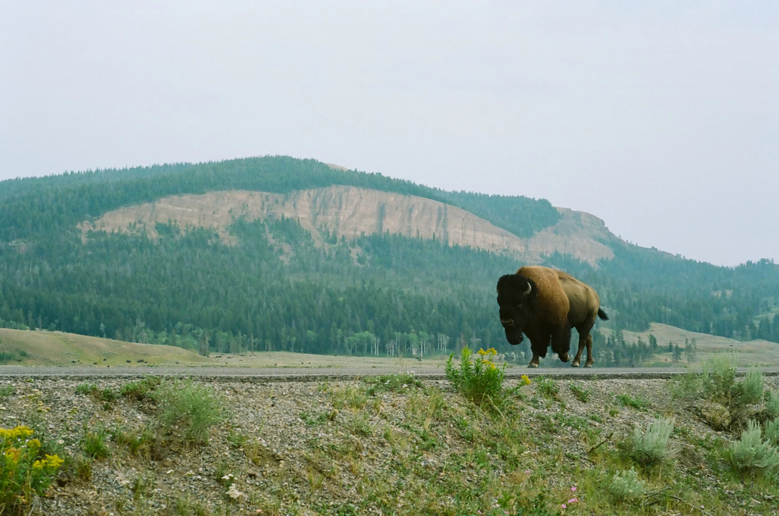 imgi_593_bison-on-road-yellowstone-wyoming-july-2021.jpg