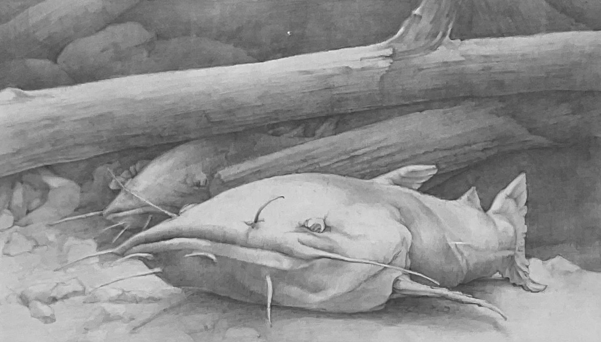  Bottom Feeders    Pencil on Paper  |  10" x 6" 