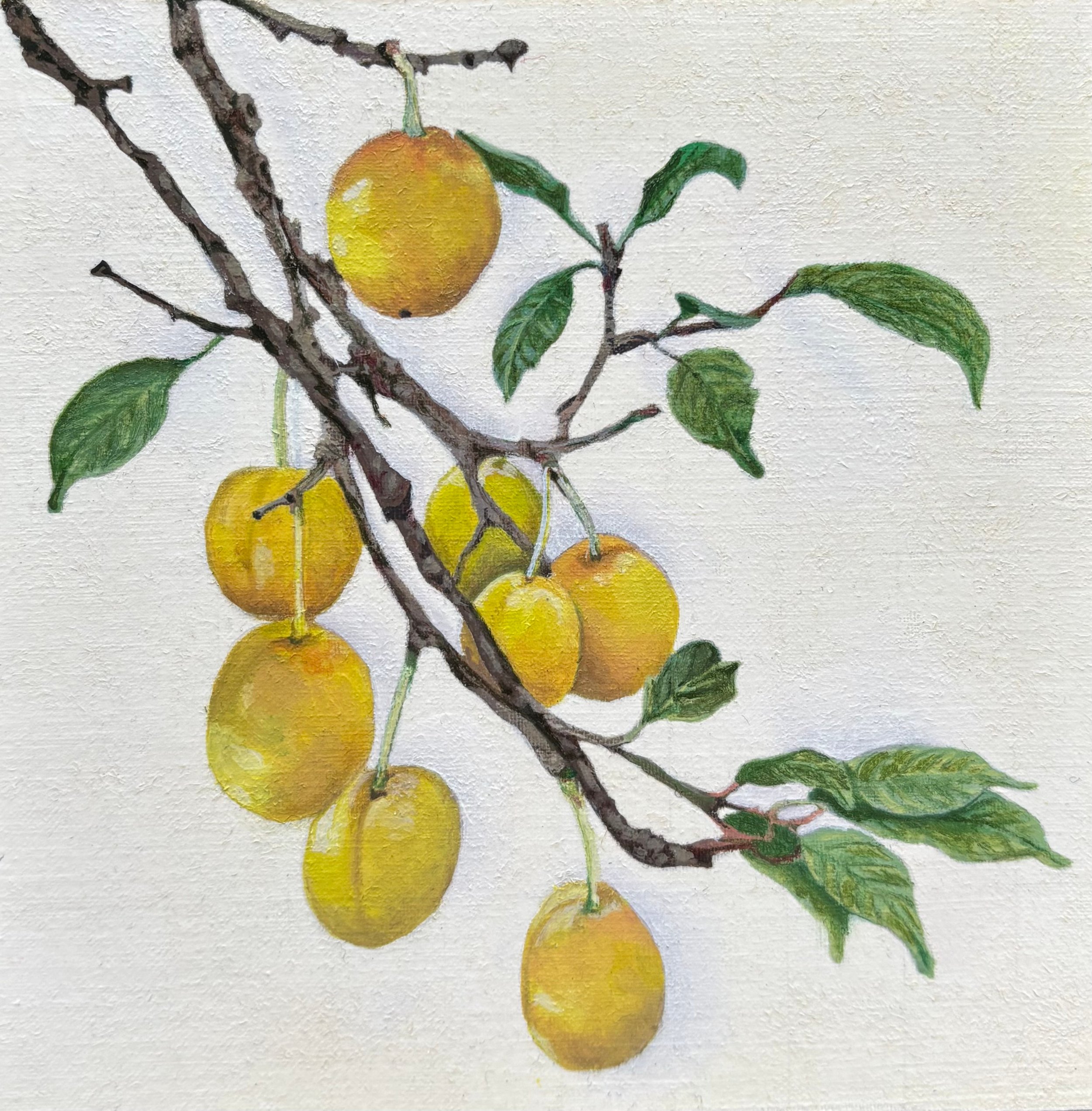 'Wild plums', 2024, Oil on wood panel - "5 x "5.  Original Available.