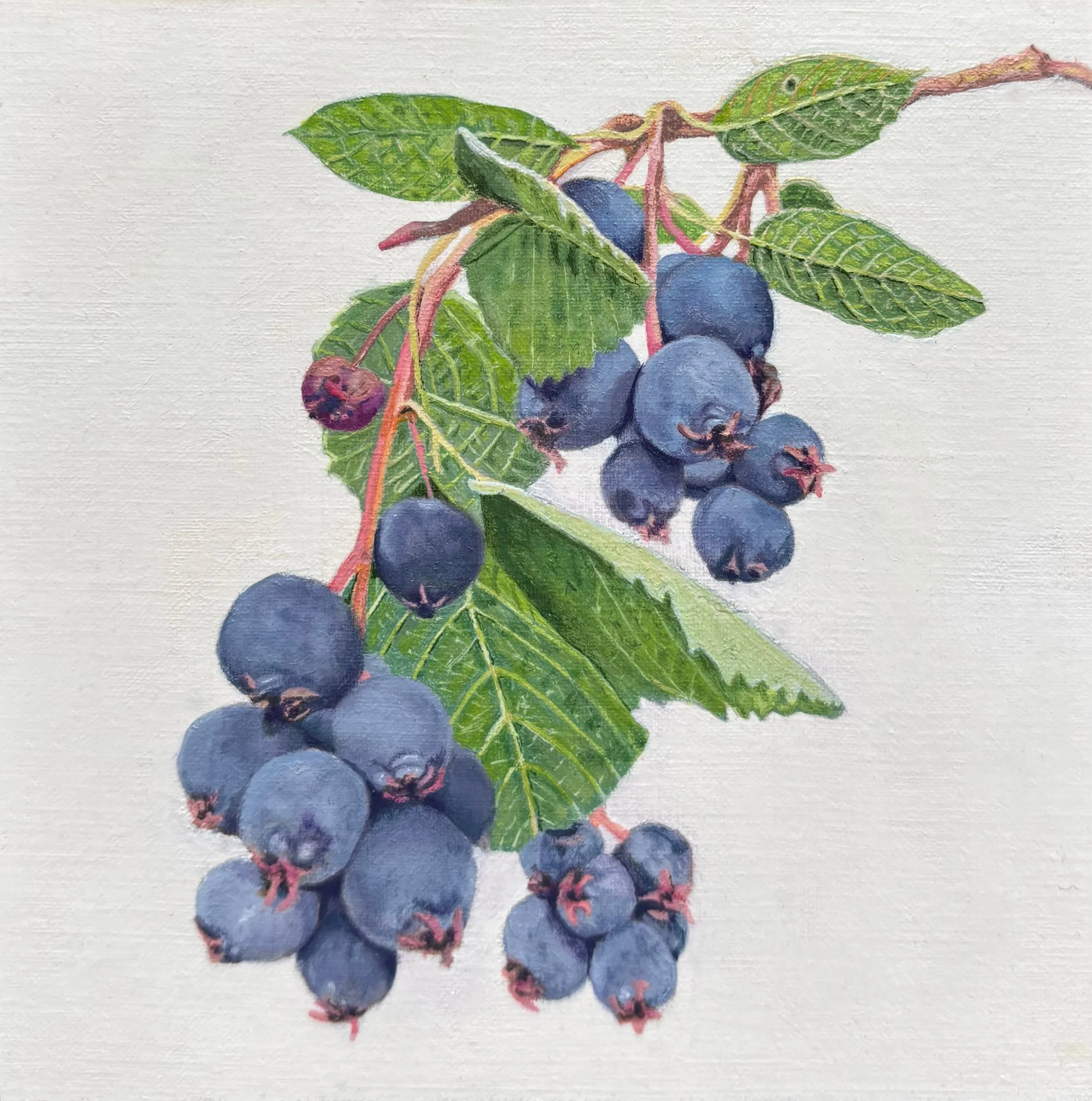 'Saskatoons', Oil on wood panel - "5 x "5.  Original Available.
