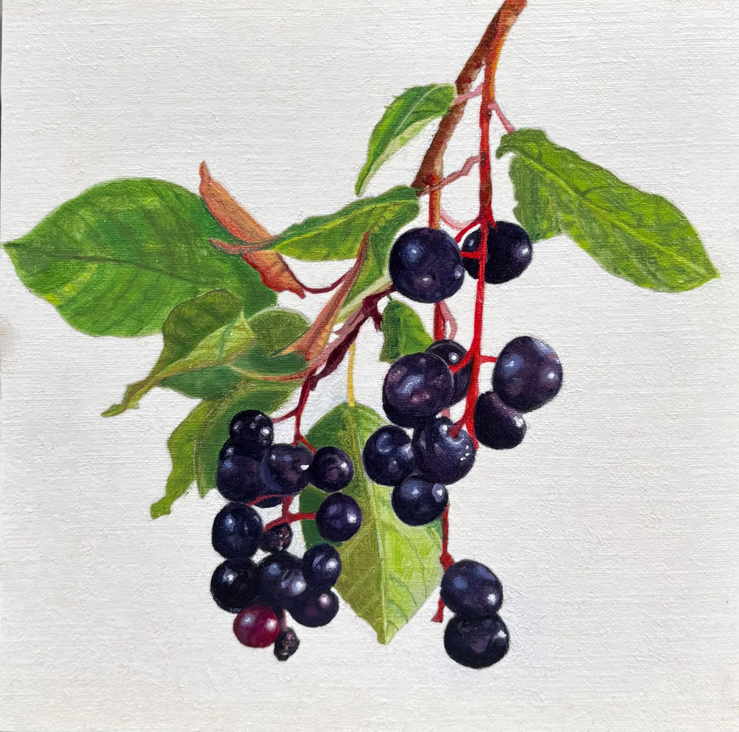 'Chokecherries', 2024, Oil on wood panel - "5 x "5.  Original Available.