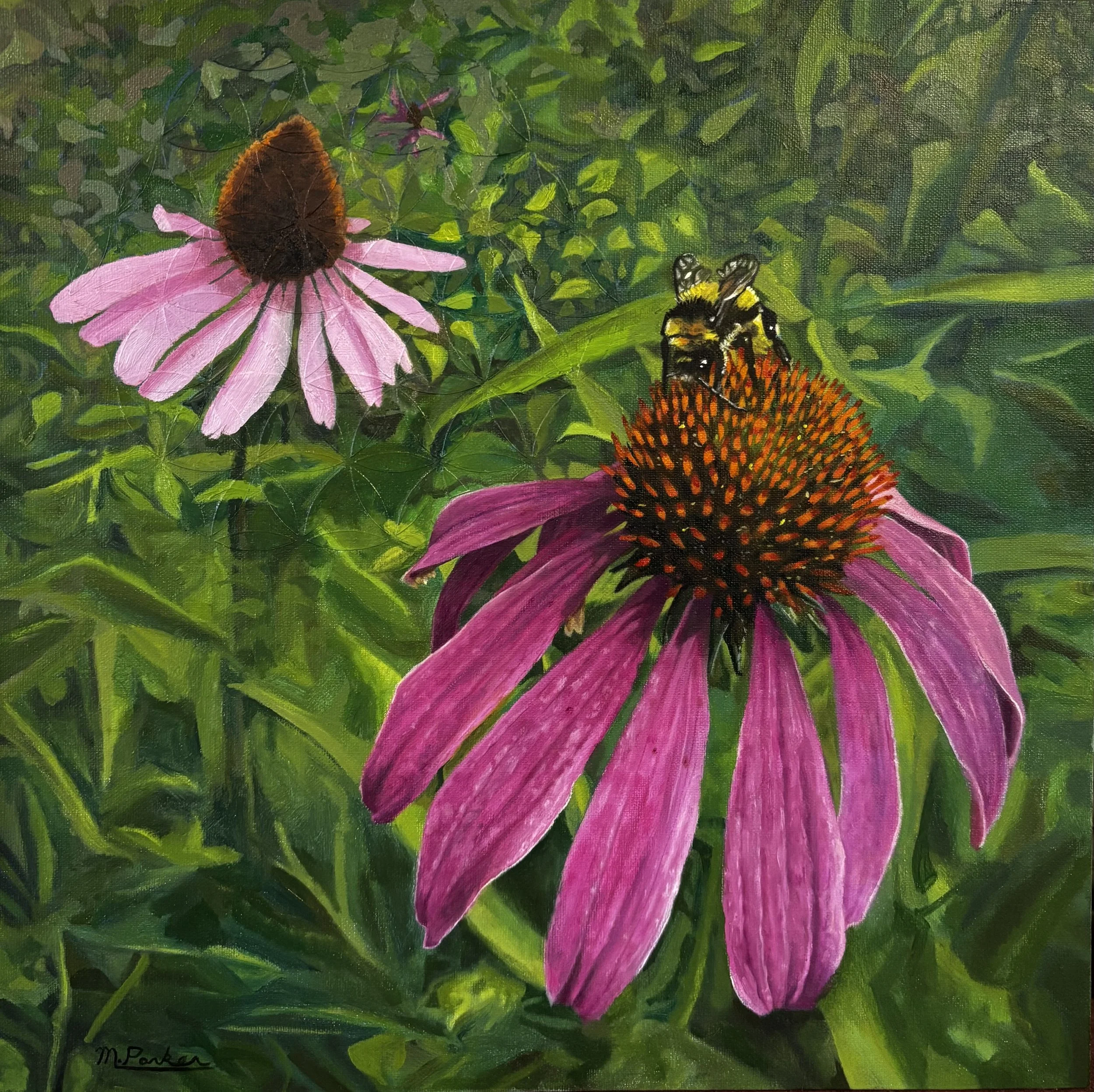 'Purple Coneflower', 2026, Oil on linen - 12" x 12". Original available. 