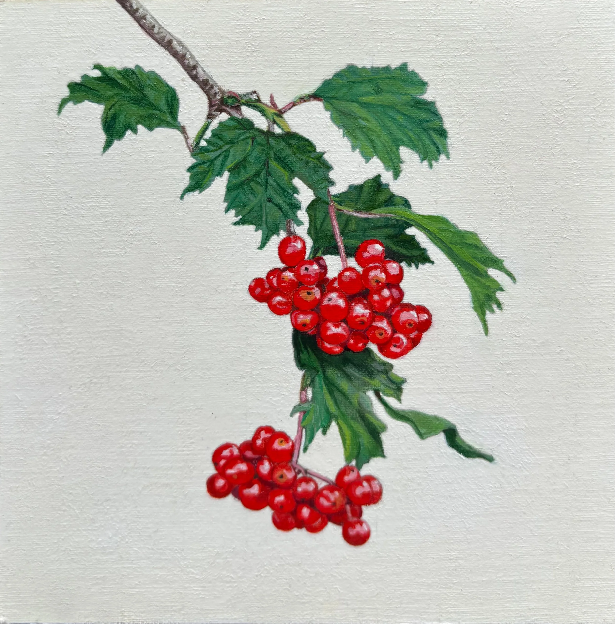 'Highbush Cranberries', 2024, Oil on wood panel - "5 x "5.  Original Available.