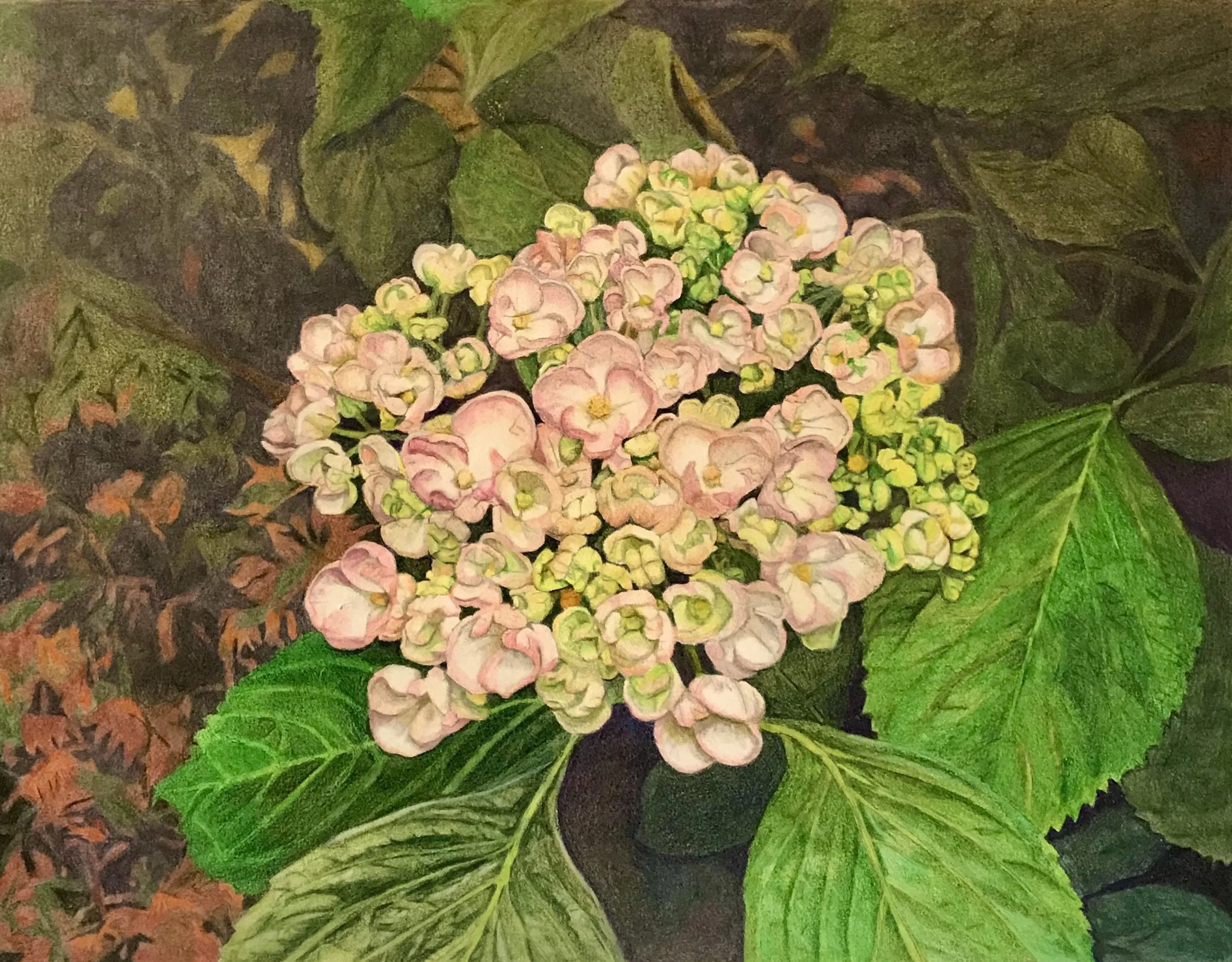 'Kiftsgate Hydrangea', 2019, Coloured Pencil - 9" x 12".  Private Collection.