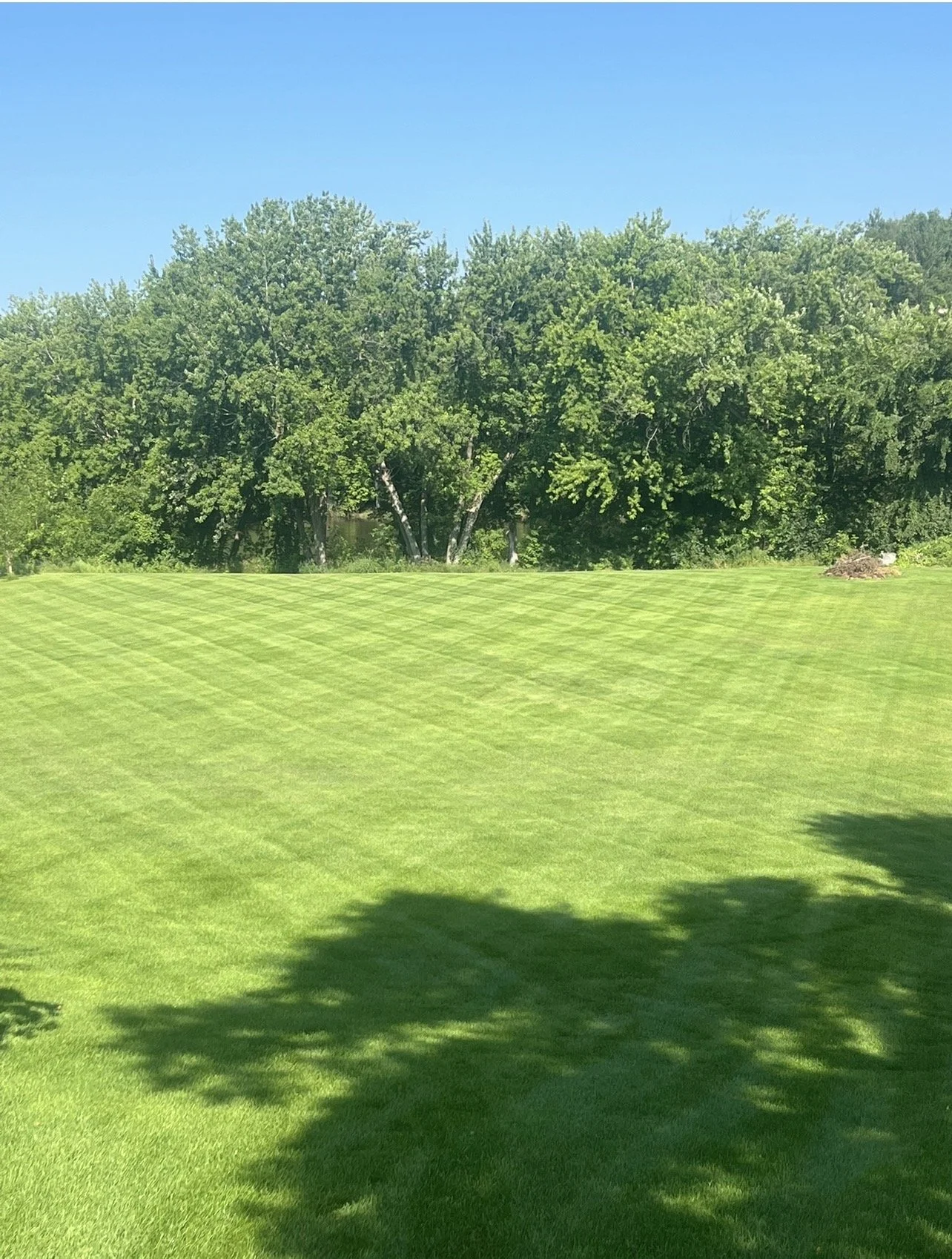 A lush green lawn with striped mowing pattern, shadow of a tree, and dense trees in the background under a clear blue sky. Freshly mowed and managed by Ornell lawn services. 