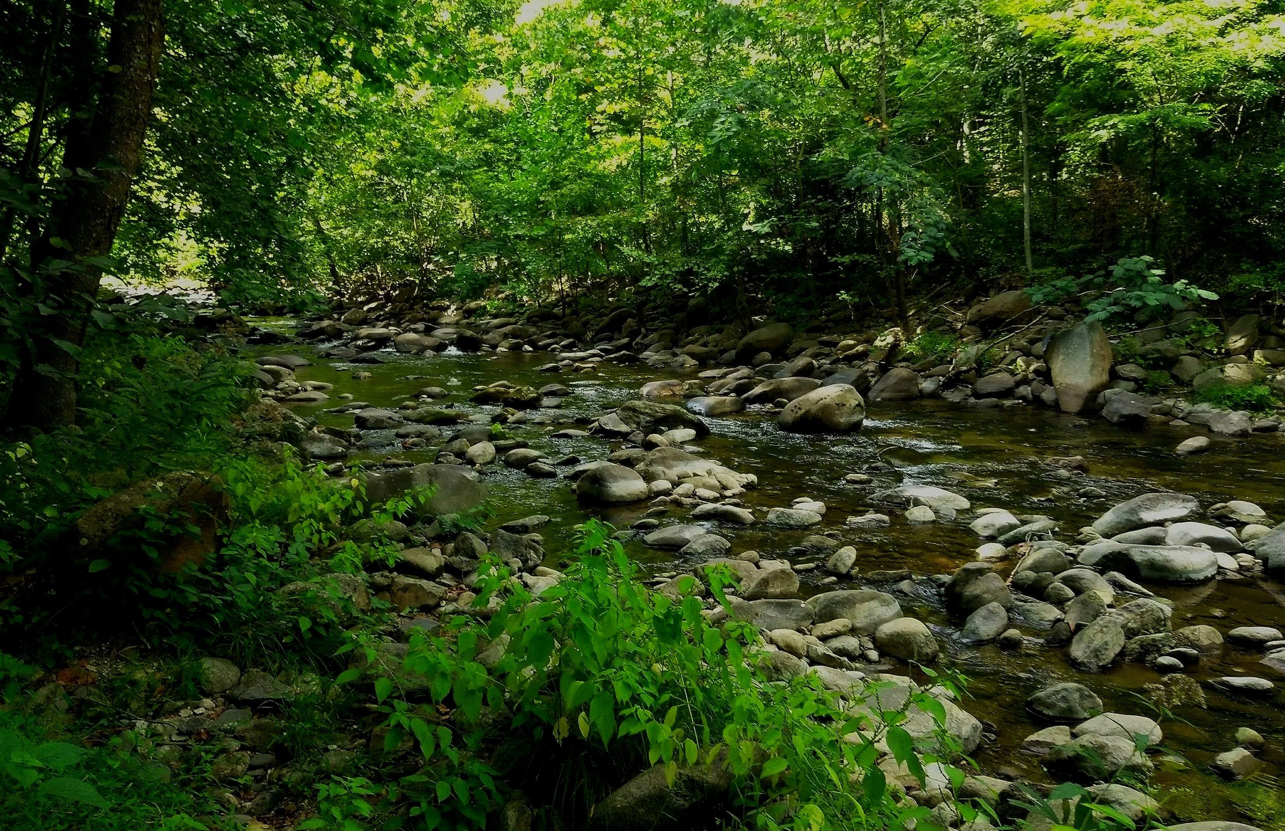 Small, rocky creek meandering through dense, green woods.