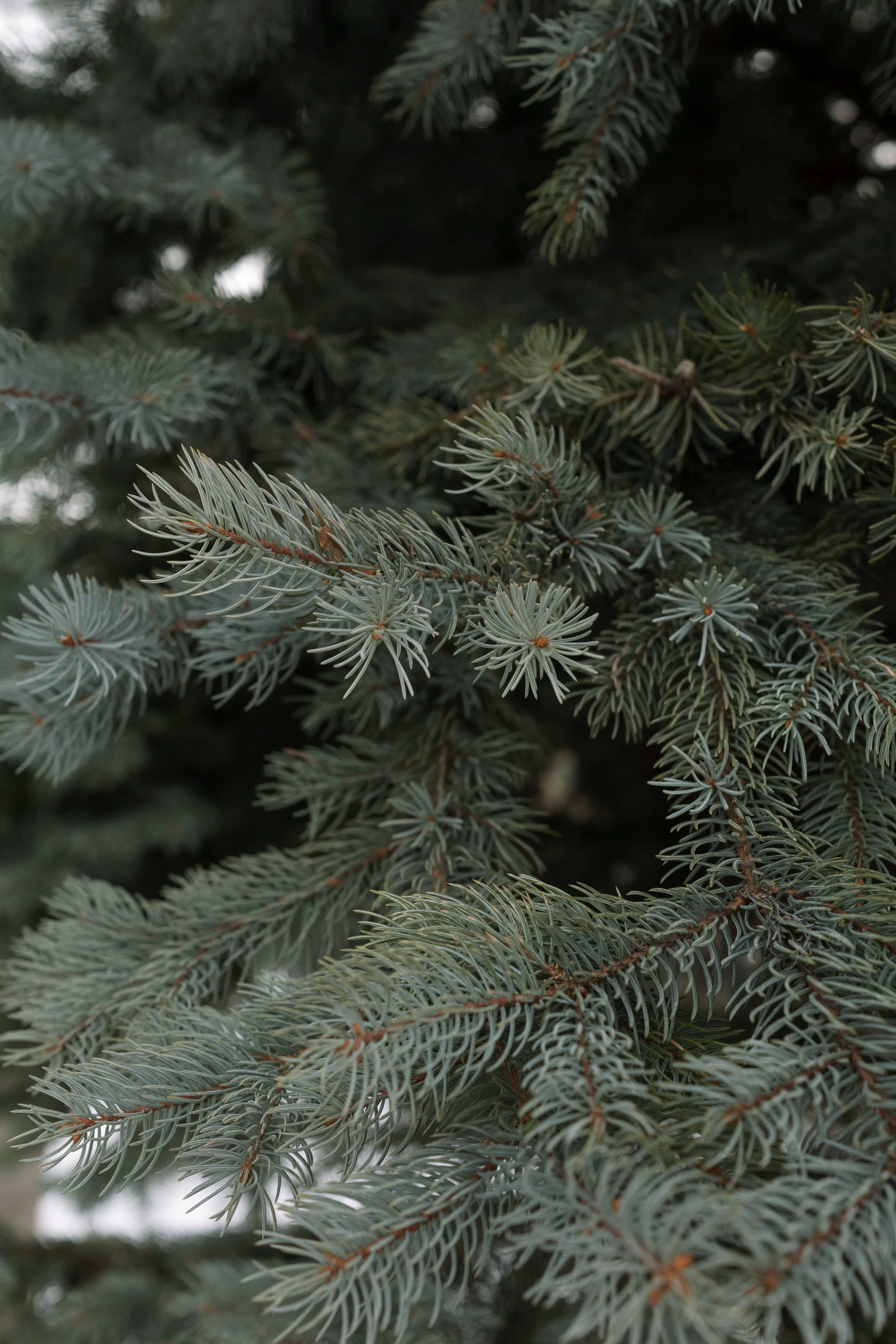 Close-up of green pine tree needles.