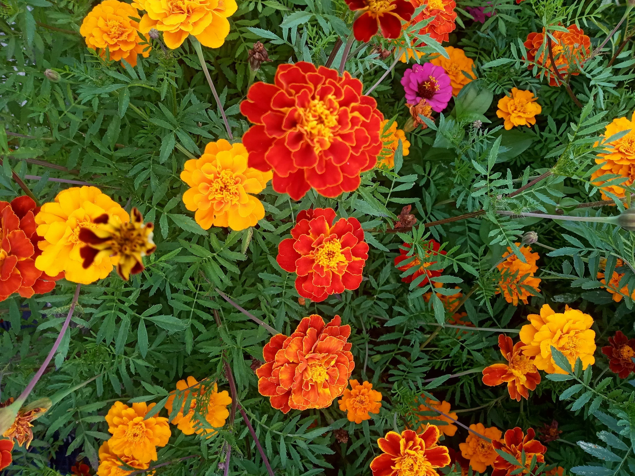 Colorful marigold flowers in shades of yellow, orange, and red with green foliage in the background.