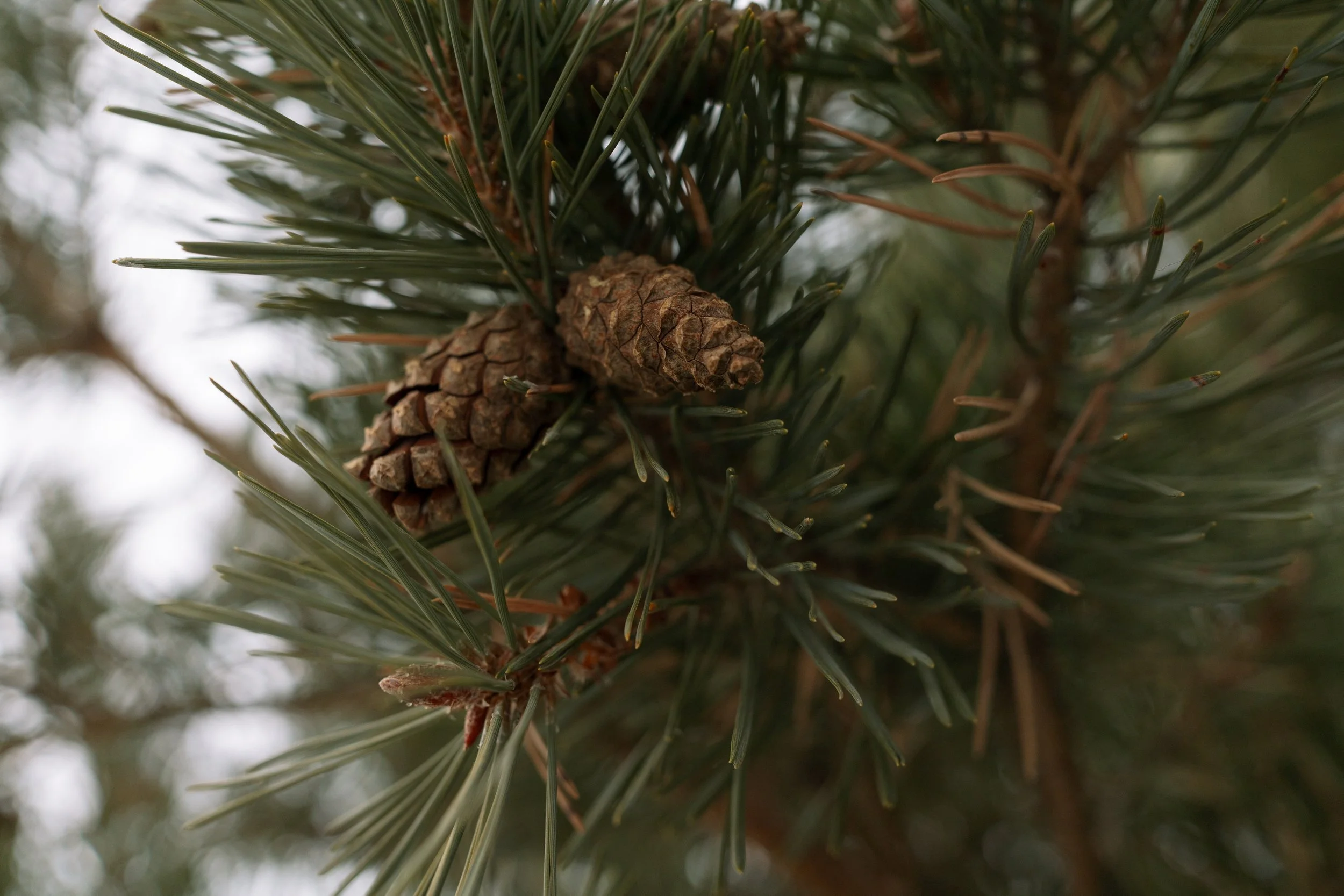 Close-up of a pine tree branch with pine cones and green pine needles.