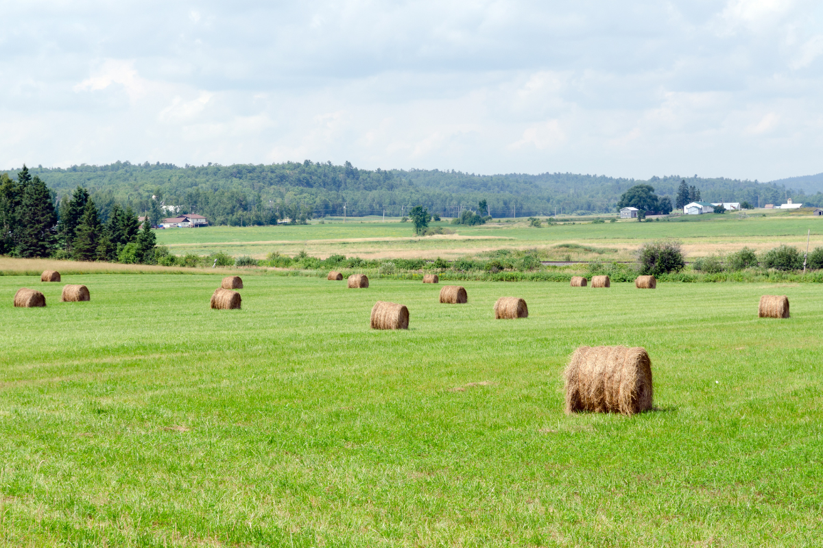 Hay 101: Types of Hay &amp; The Best Ways to Feed in Cold Weather