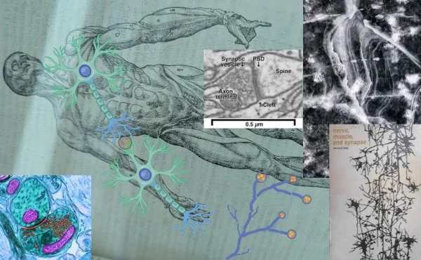 Creative research moodboard with immune system diagrams, synapses, and anatomy references used in painting development by Elina Pasok