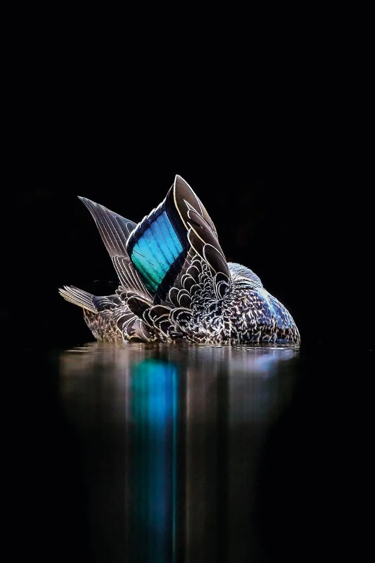 Pacific Black Duck by Georgina Steytler