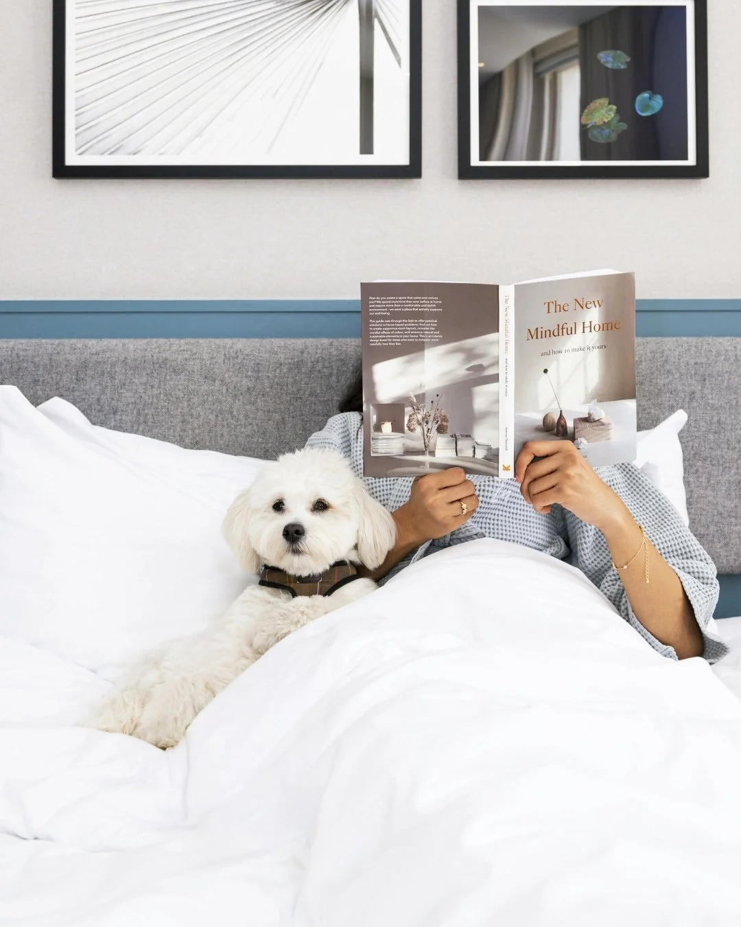Hotel bedroom and suite with a dog lifestyle photography by Elina Pasok - Elina in Focus