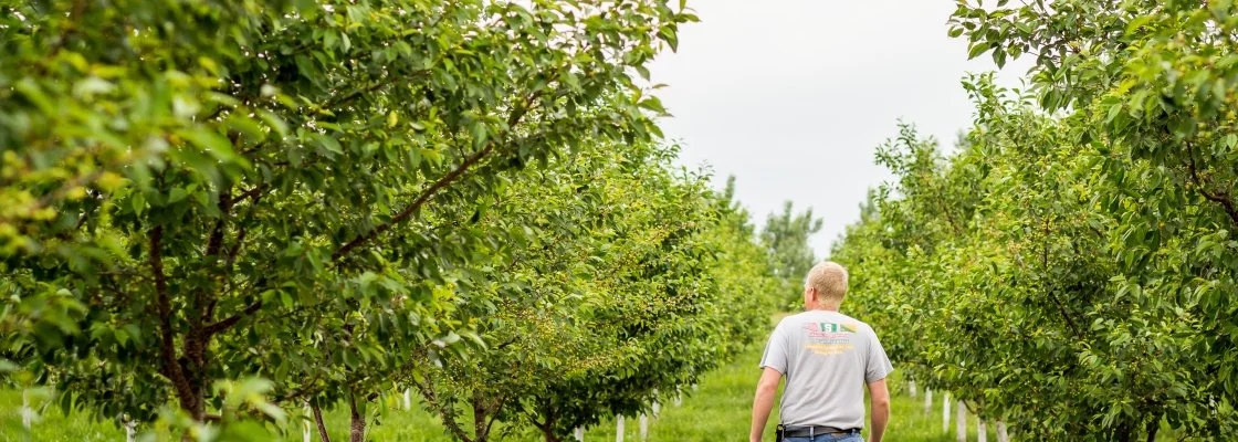 A man with blonde hair wearing a gray T-shirt walking through an orchard of green trees with lush foliage.