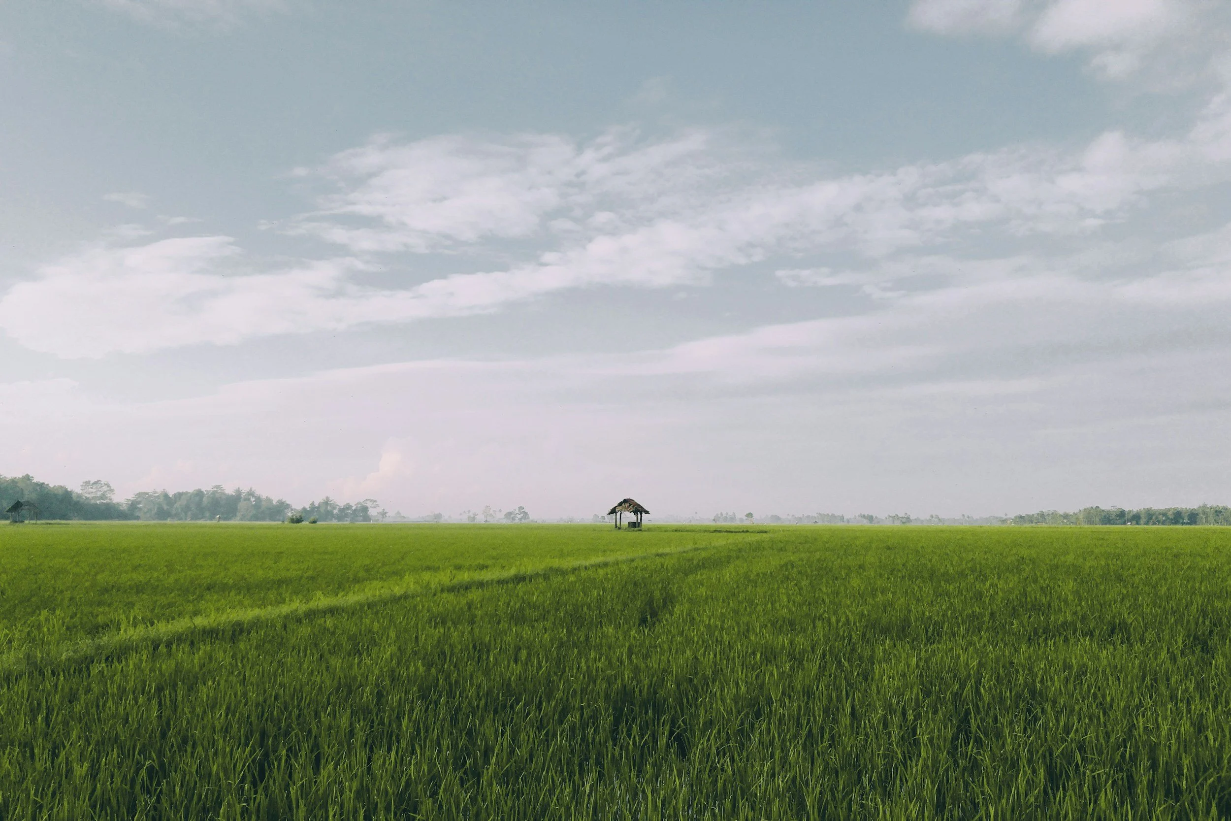 Green rice field with a small hut in the distance and partly cloudy sky