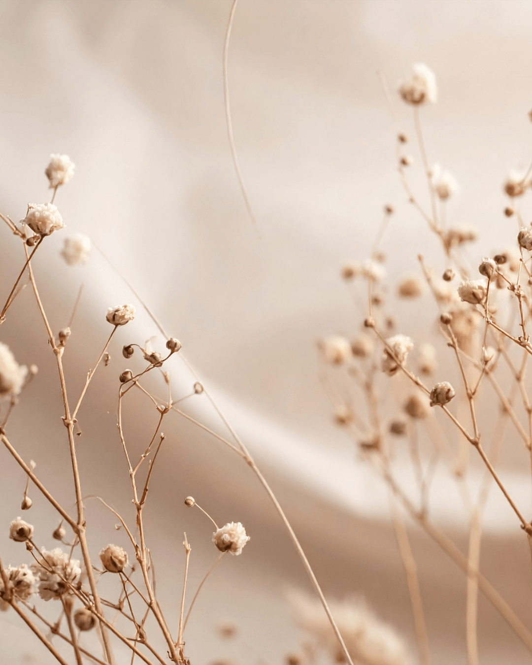 Close-up of dried beige flowers with thin stems on a blurred light background.