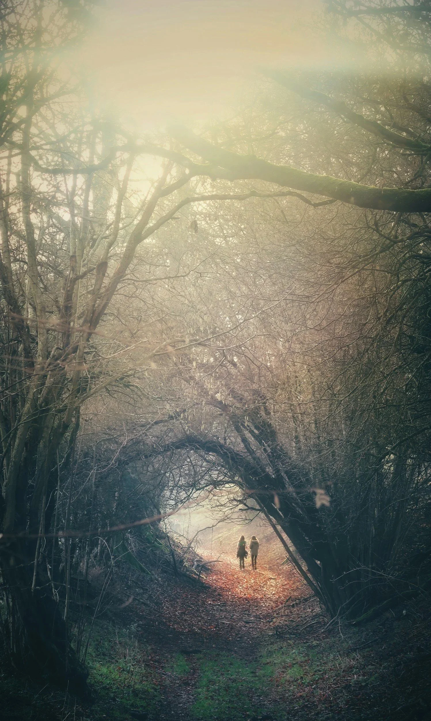 A winding forest path with leafless trees arching overhead, sunlight filtering through the branches, and two people walking together in the distance.