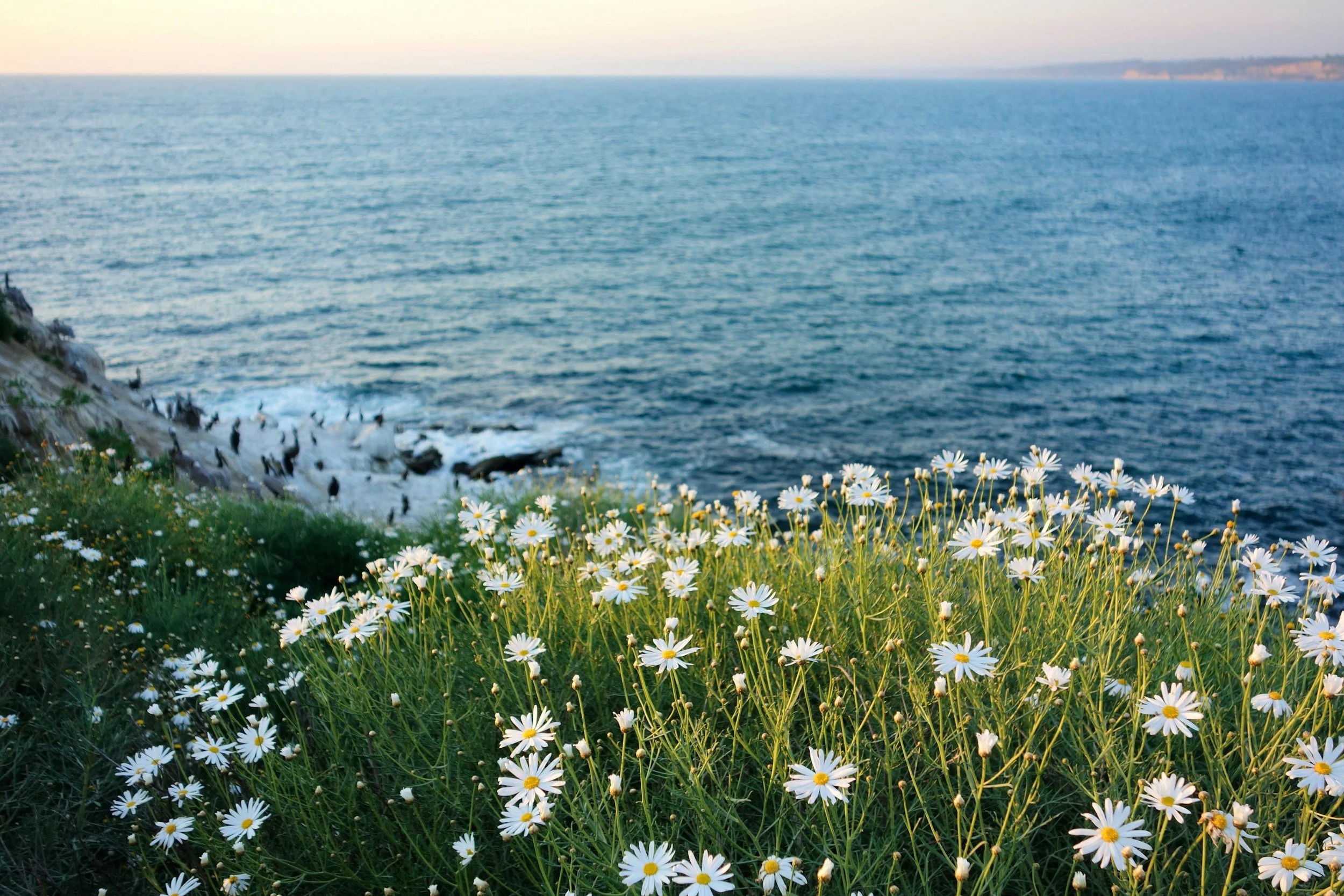 A coastal scene with a grassy hill covered in white daisies in the foreground, rocky shoreline with birds, and the ocean extending to the horizon.