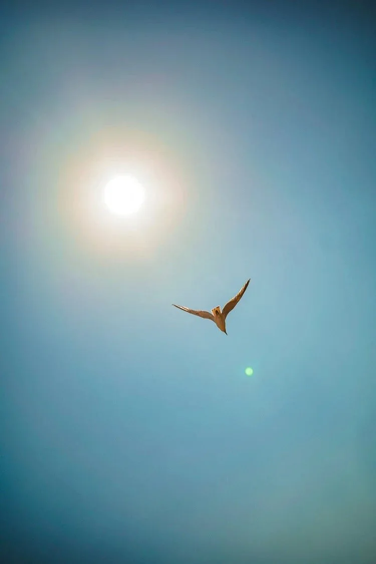 Bird flying in a clear blue sky with the sun overhead.