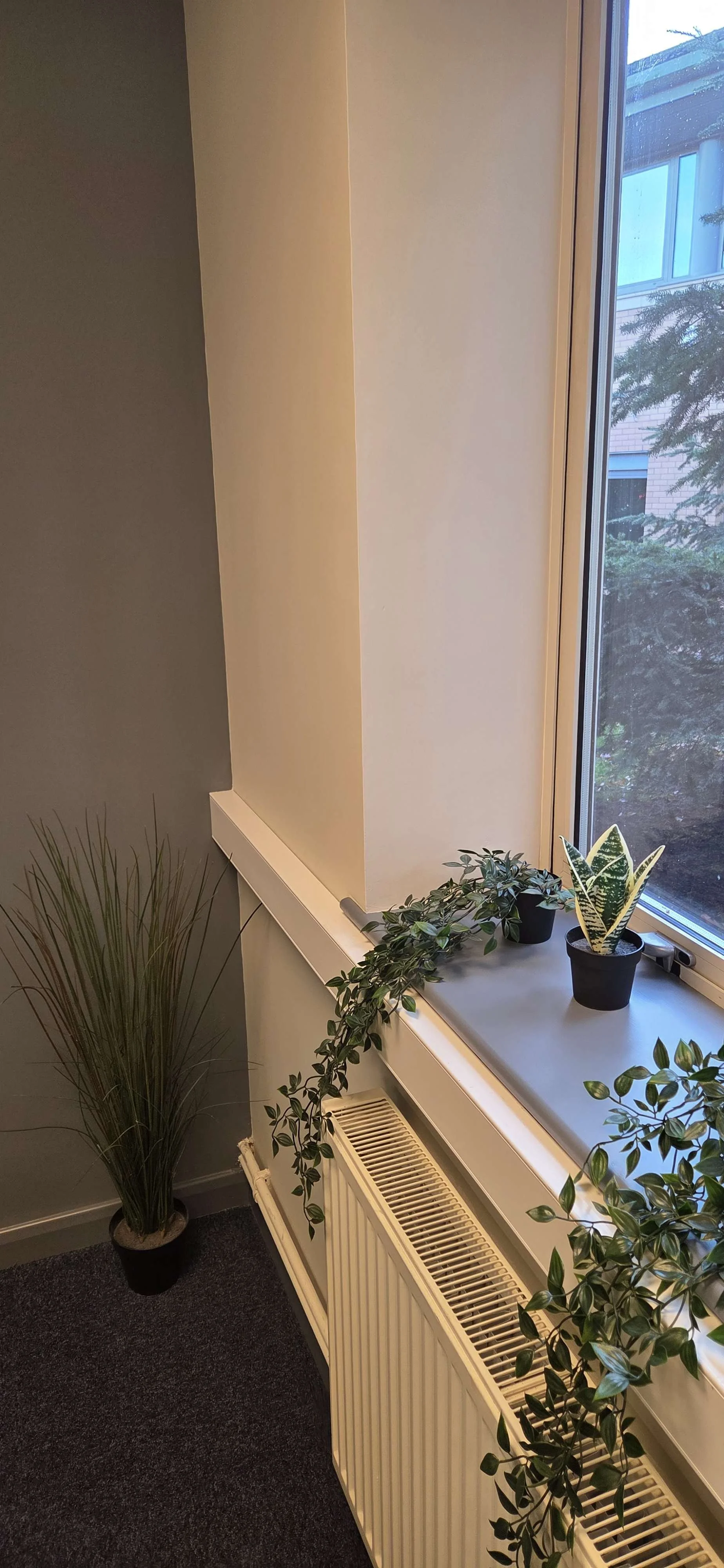 A corner of a room with a window and houseplants on the windowsill. The plants include striped and leafy varieties. There is a radiator below the window and a potted tall grass in the corner.