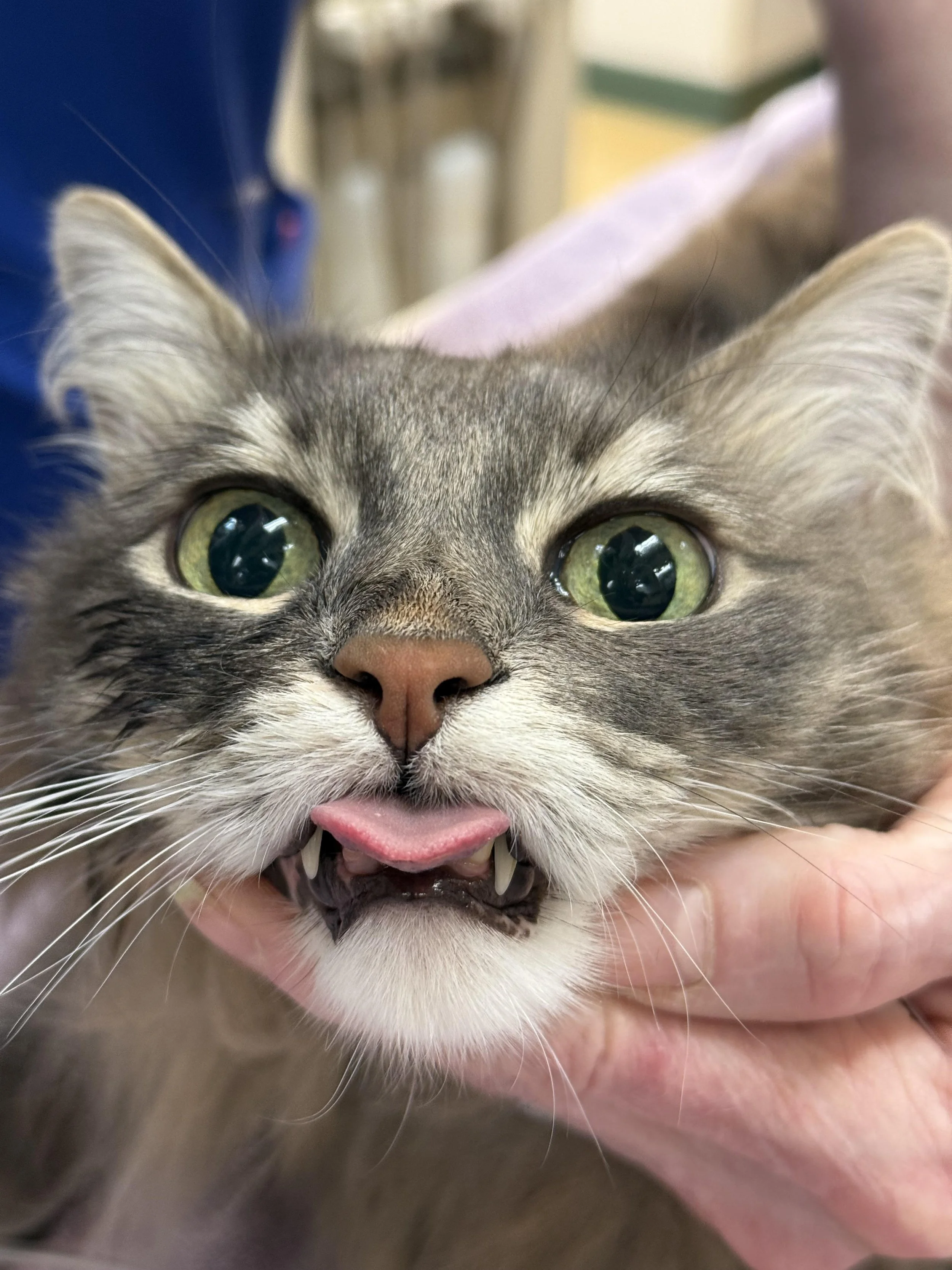 Comfort Care & Specialty Visits