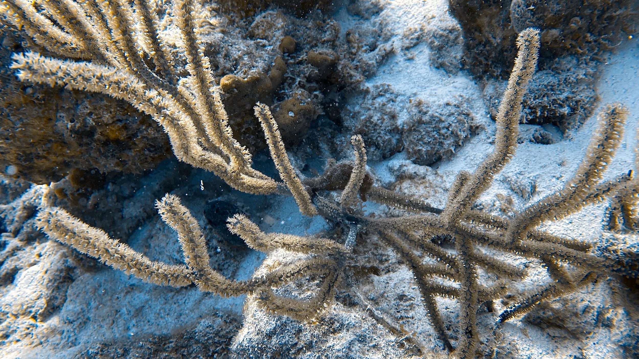 SportDiver_20250806_095456.jpg