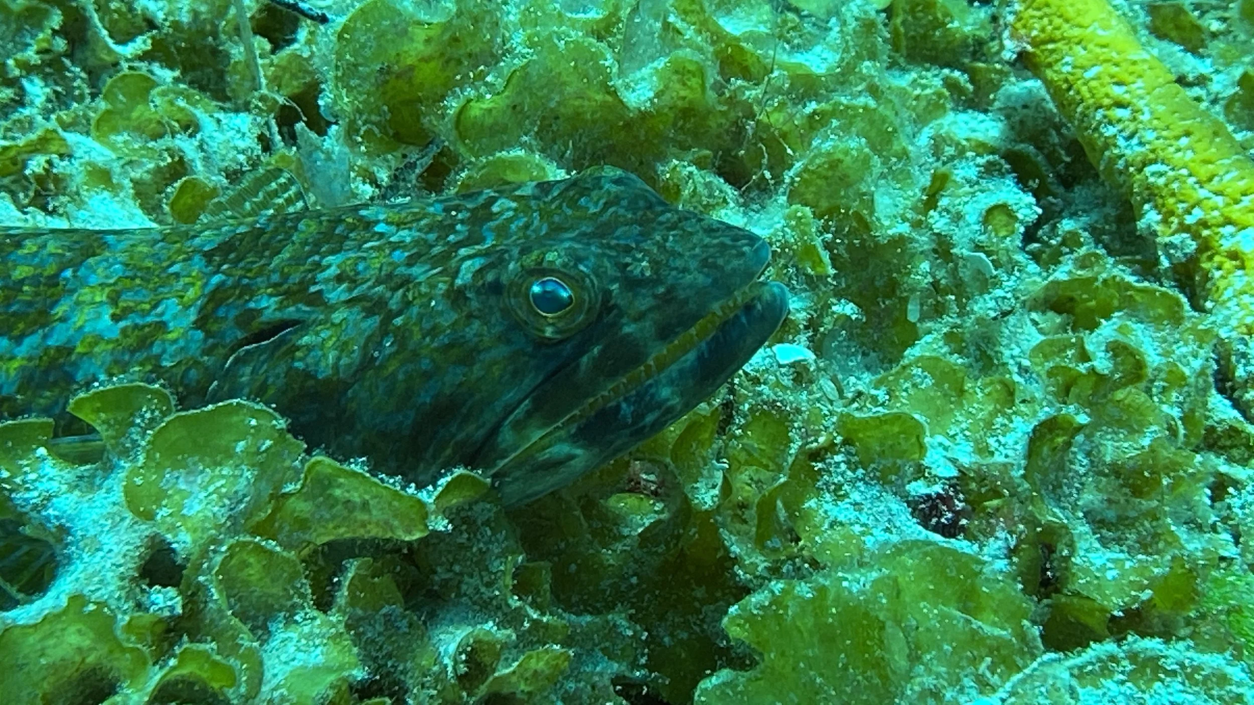 SportDiver_20250527_131323.jpg