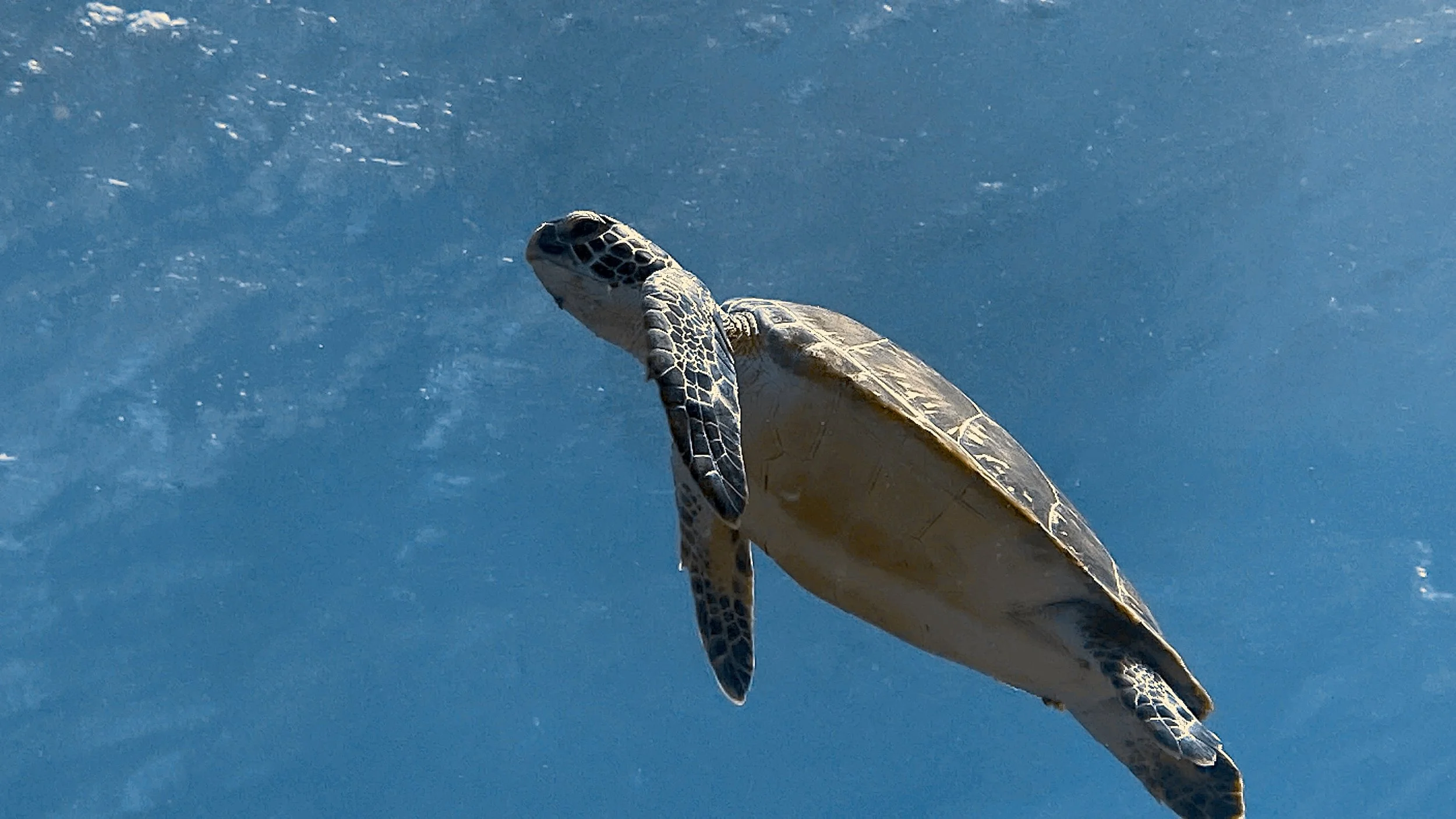 SportDiver_20250723_154443.jpg