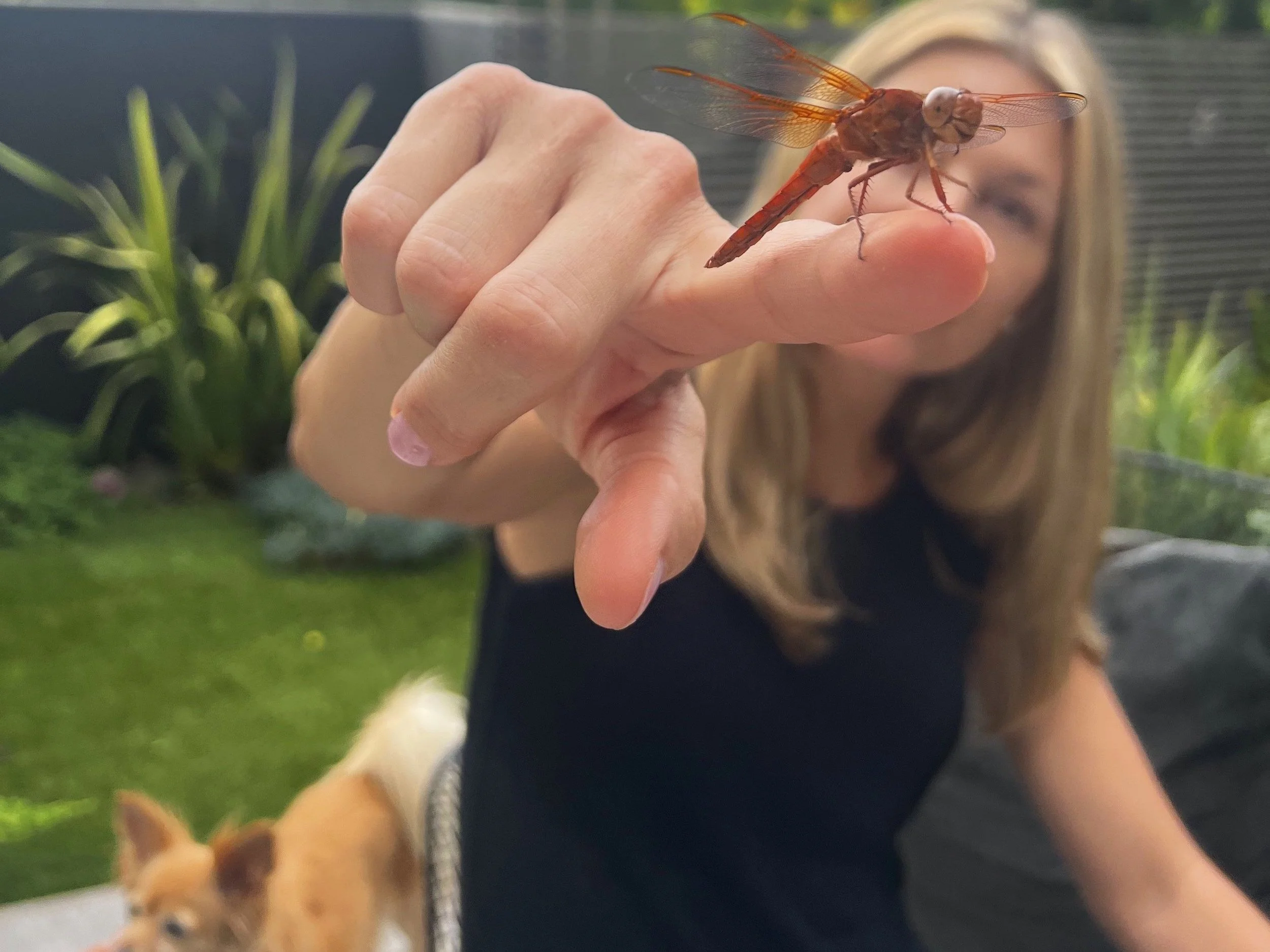 Dragonflies: Friend or Foe 