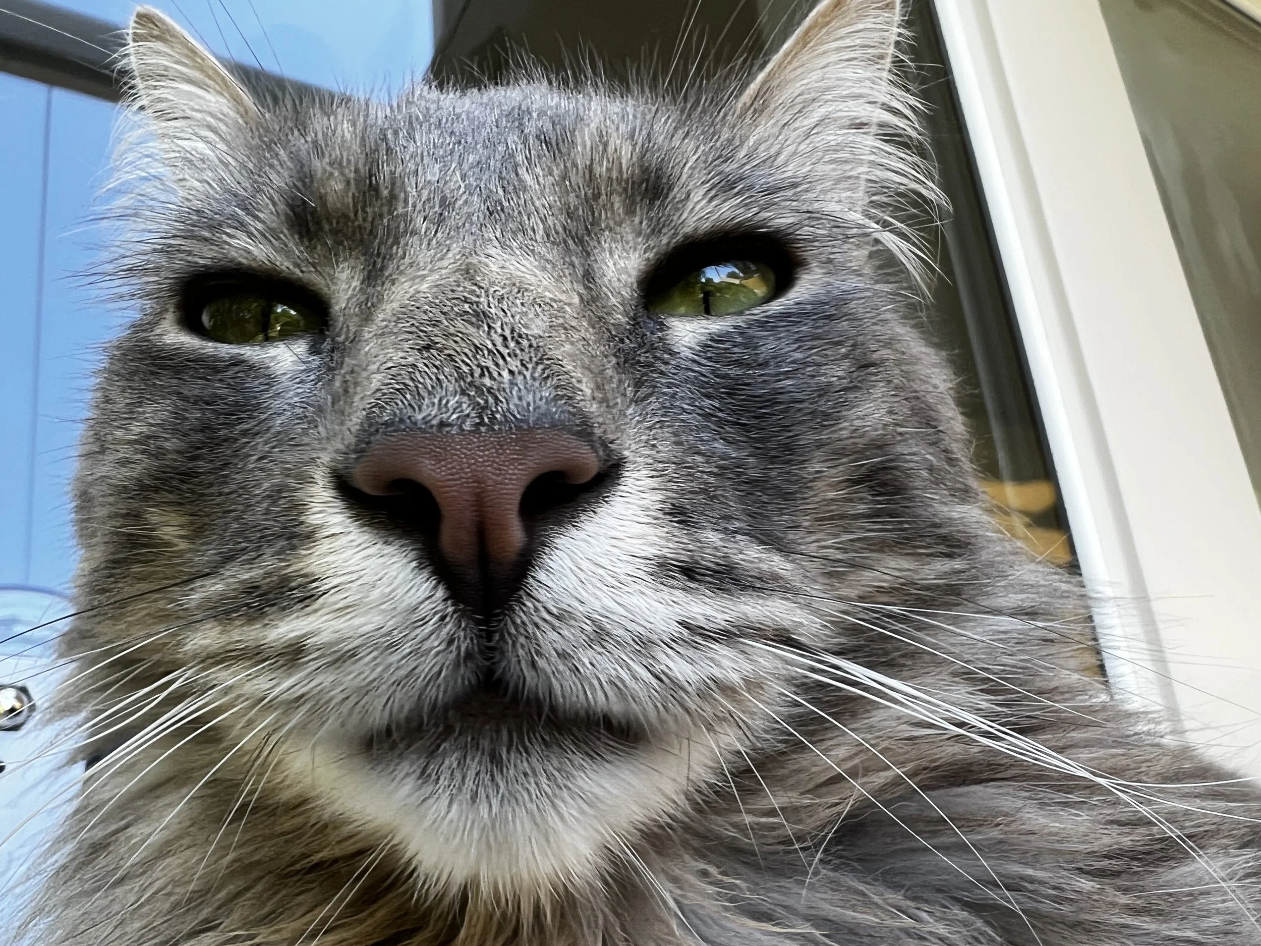 Selfies are Faux Paw