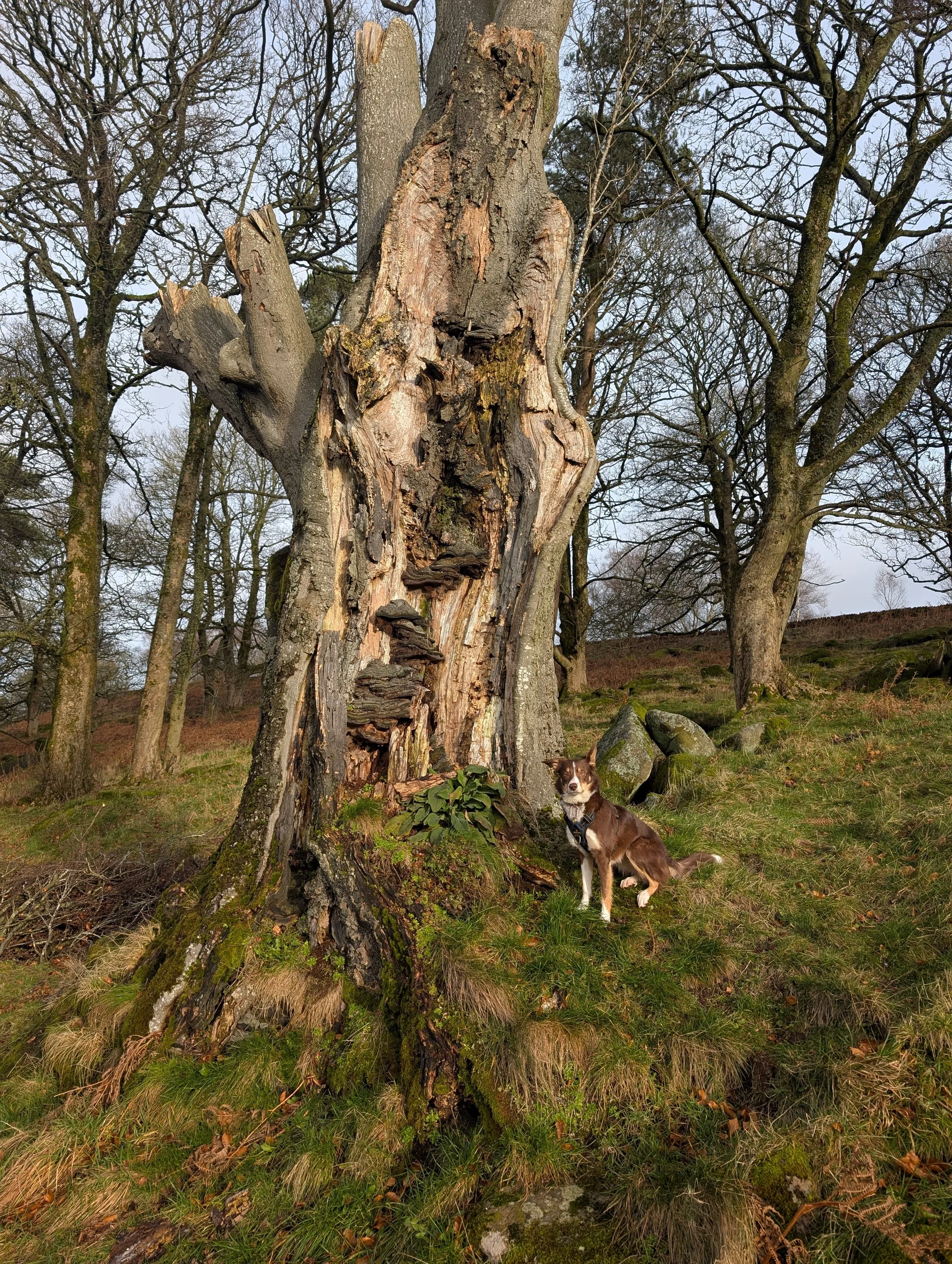 A brown and white dog sitting next to a large, hollow, and weathered tree in a forested area with leafless trees in the background.
