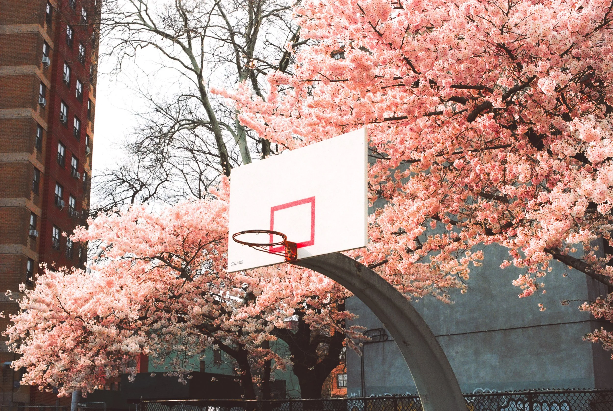 A Tree Grows in Brooklyn on a Cloudy Day
