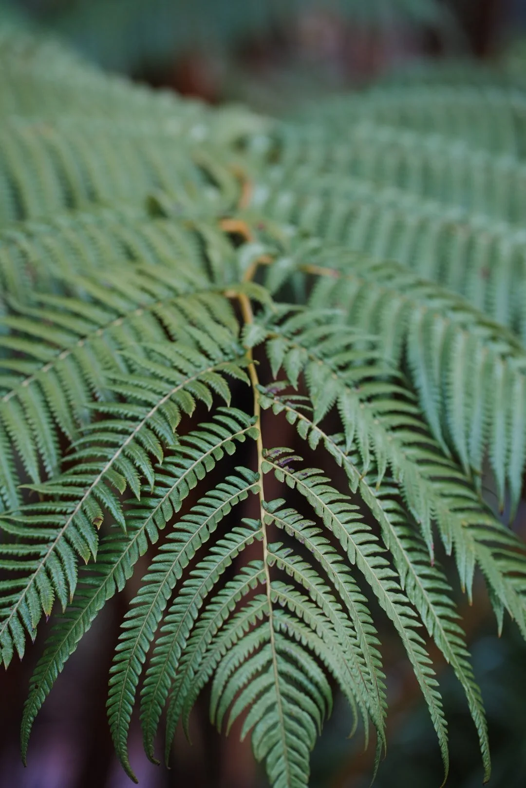 Close-up of green fern leaves with a blurred background.
