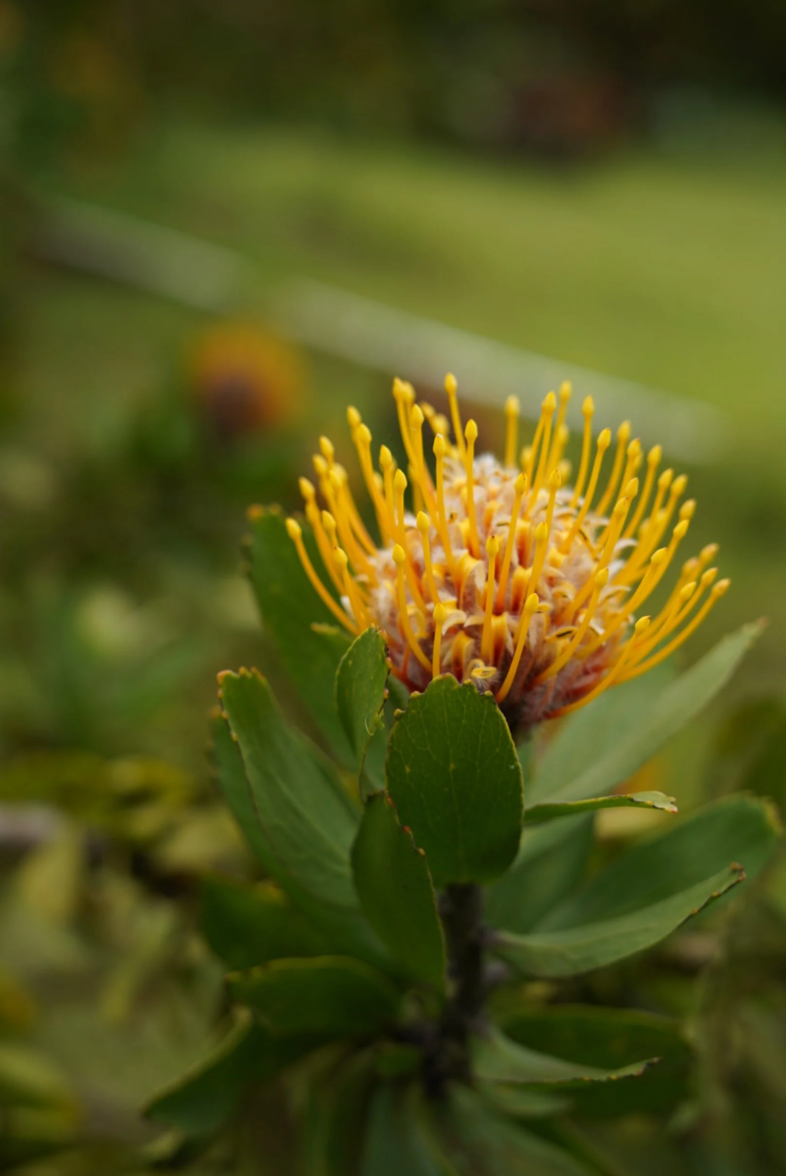 Close-up of a yellow and red flower with long yellow stamens, surrounded by green leaves.