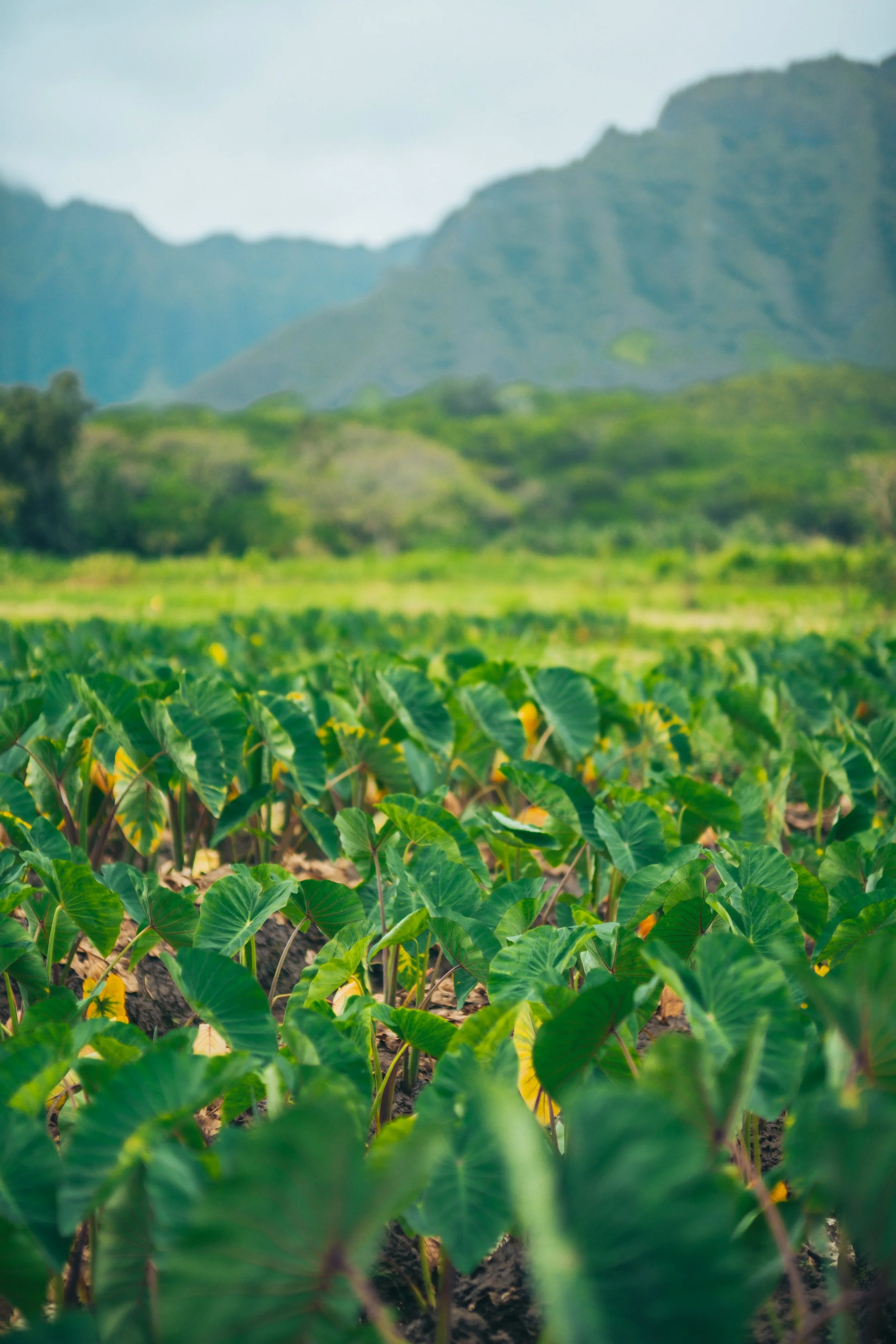 Green leafy plants growing in a field with mountains in the background.