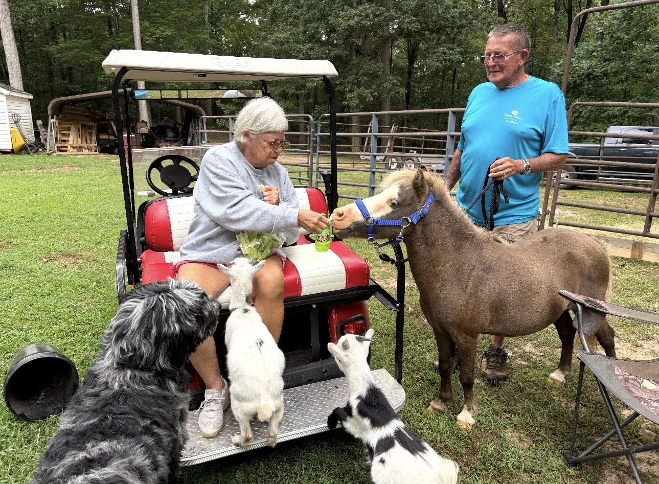 An elderly woman sitting on a golf cart, holding a bunch of lettuce, is feeding a carrot to a small pony. Several dogs and goats gather around her, and a man holding the pony's leash stands nearby in a fenced outdoor area with trees in the background