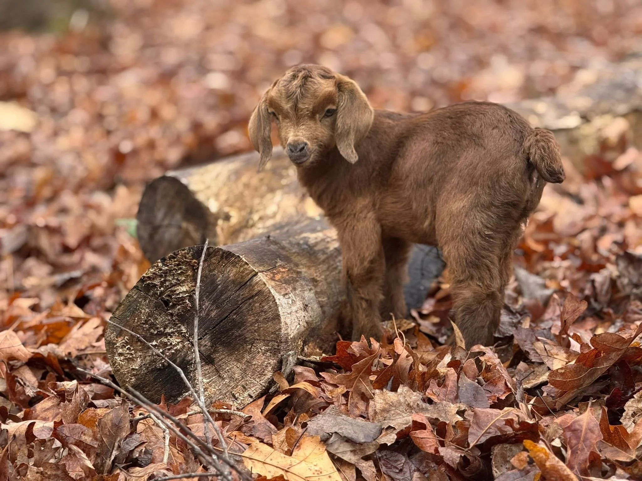 A brown baby goat standing on a bed of fallen autumn leaves near a fallen log in a forest.