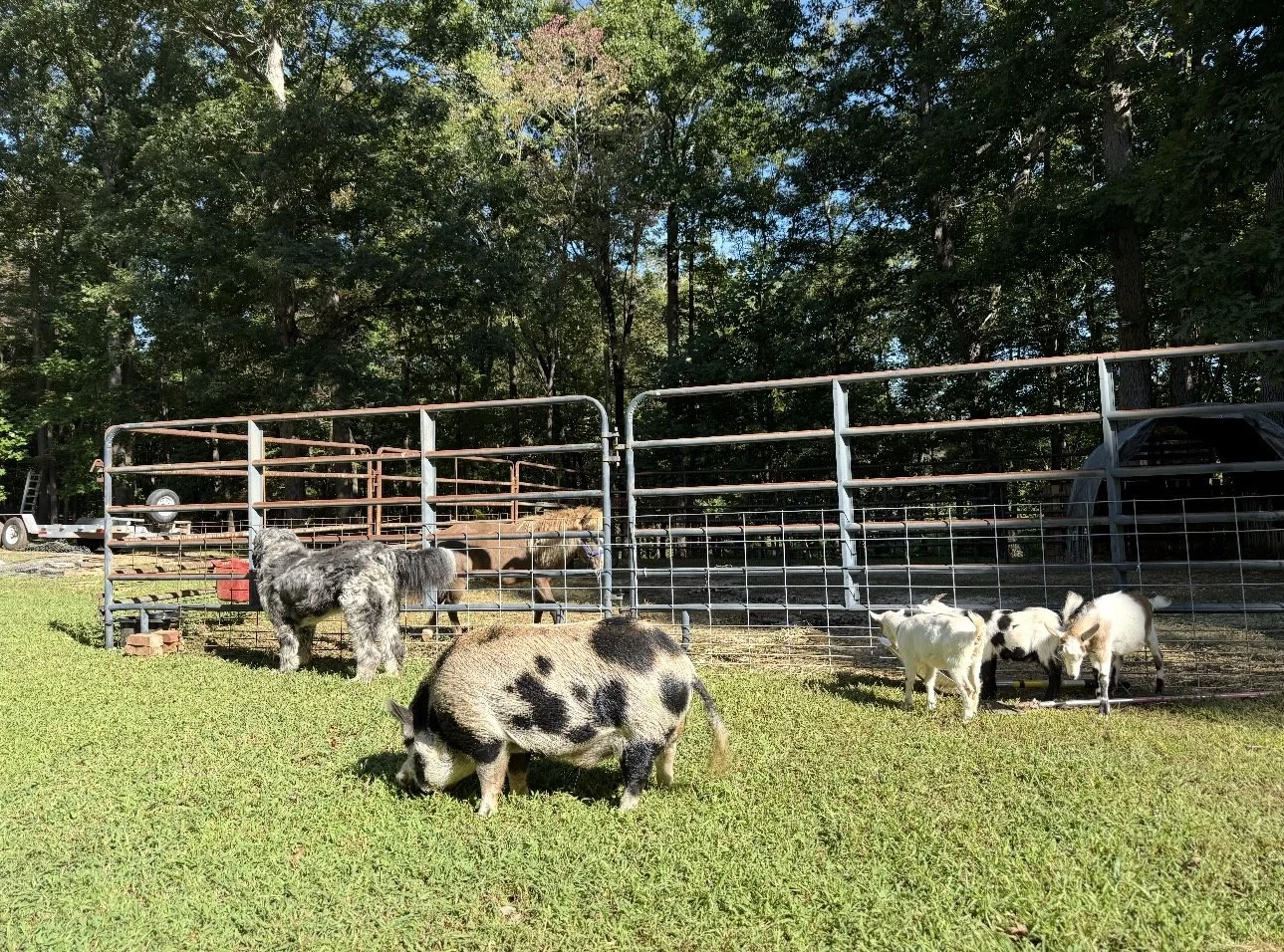 Small piglets and a dog near a farm fence, with goats and trees in the background.
