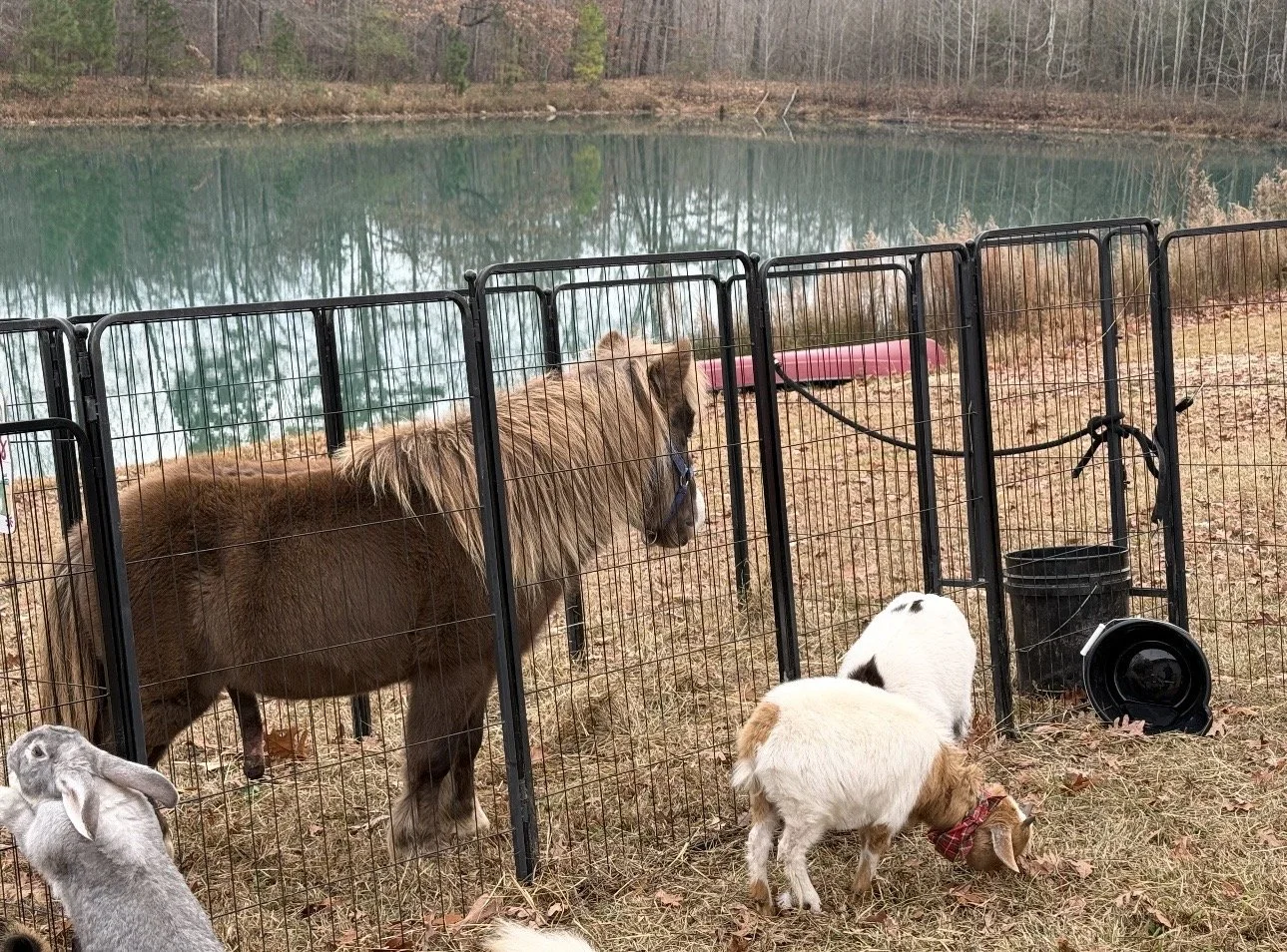 A fenced area with a donkey, a llama, and two goats, near a pond in a wooded area. The goats are grazing on the grass outside the fence, while the llama and donkey are inside.